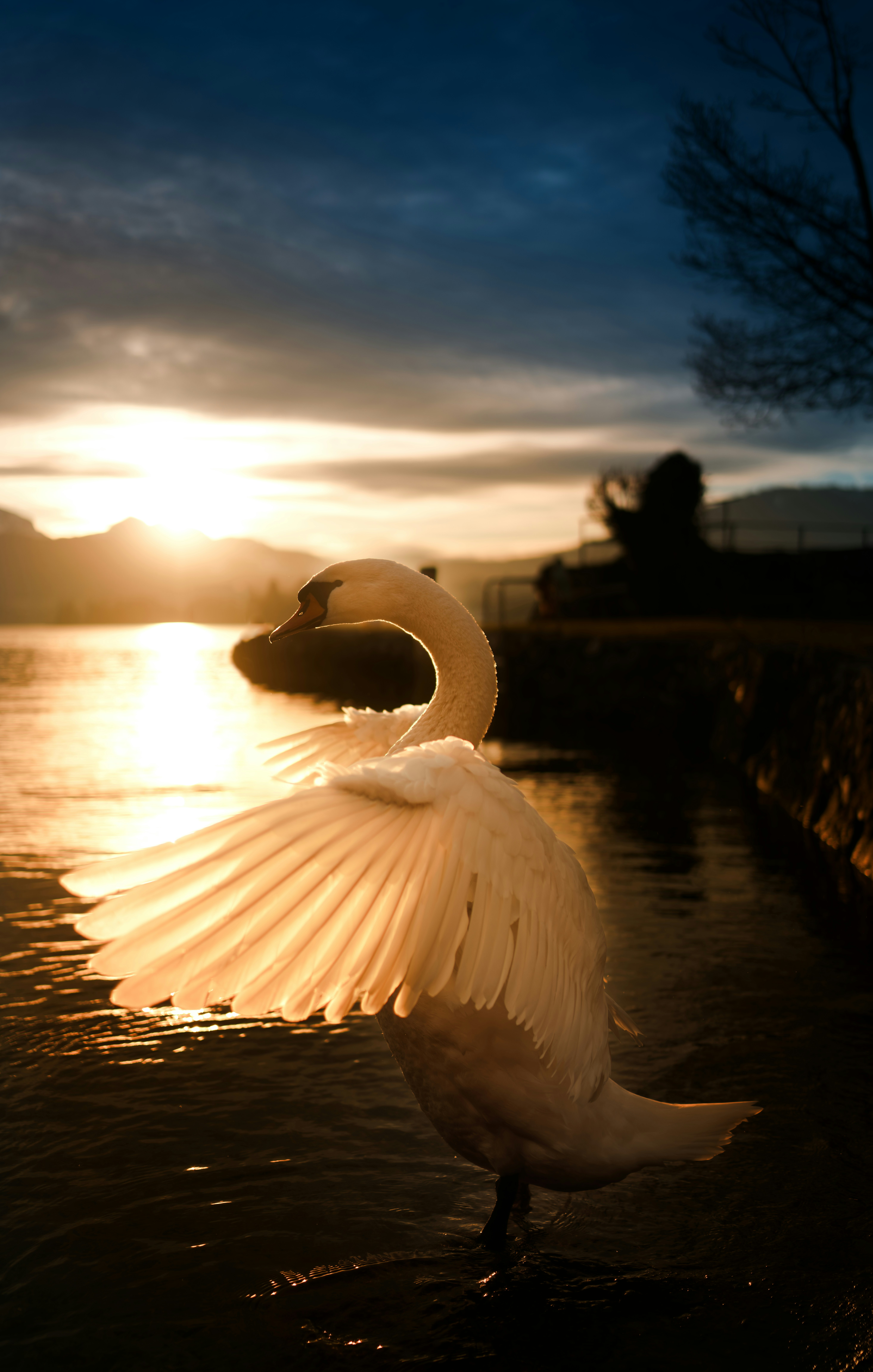 A swan spreads its wings in a golden sunset. photo – Free Sunset Image ...