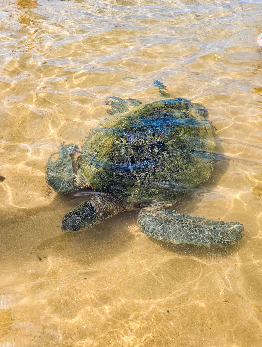Placeholder — sea turtle in shallow water, Hikkaduwa