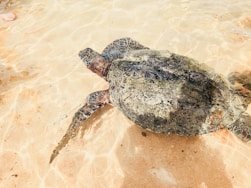 A sea turtle walks along the sandy shoreline.