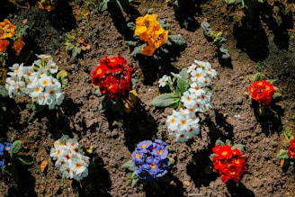 Colorful flowers blooming in a garden bed.