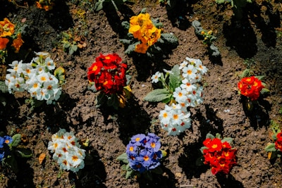 Colorful flowers blooming in a garden bed.