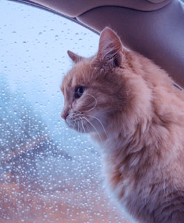 A cat observes the rain from a car window.