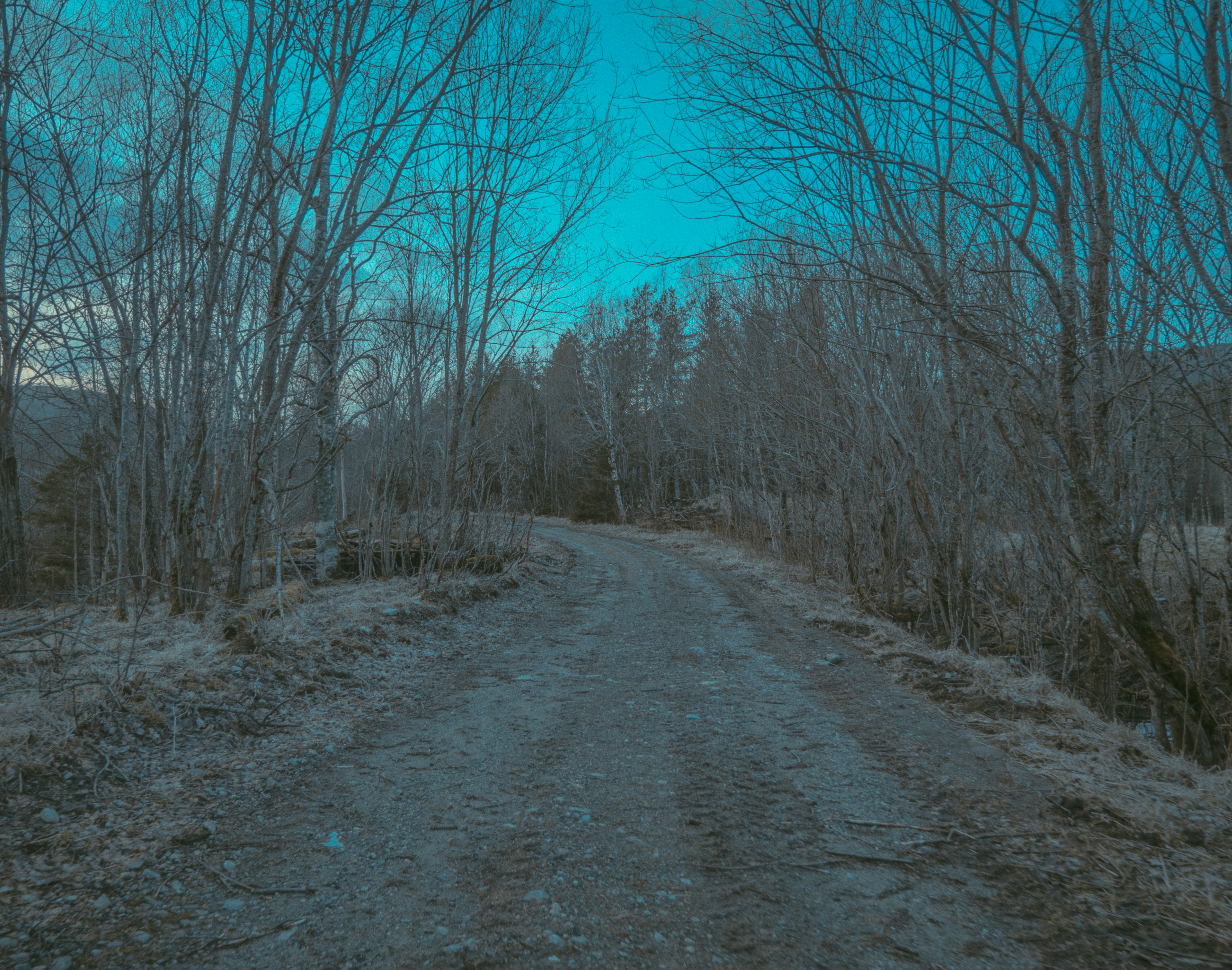 Un camino de tierra conduce a un bosque sin hojas.