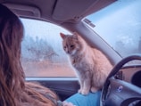 A cat sits in a car, beside its owner.