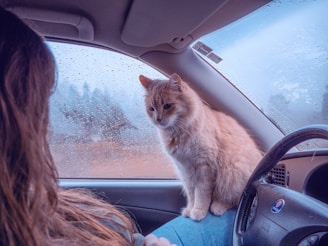 A cat sits in a car, beside its owner.