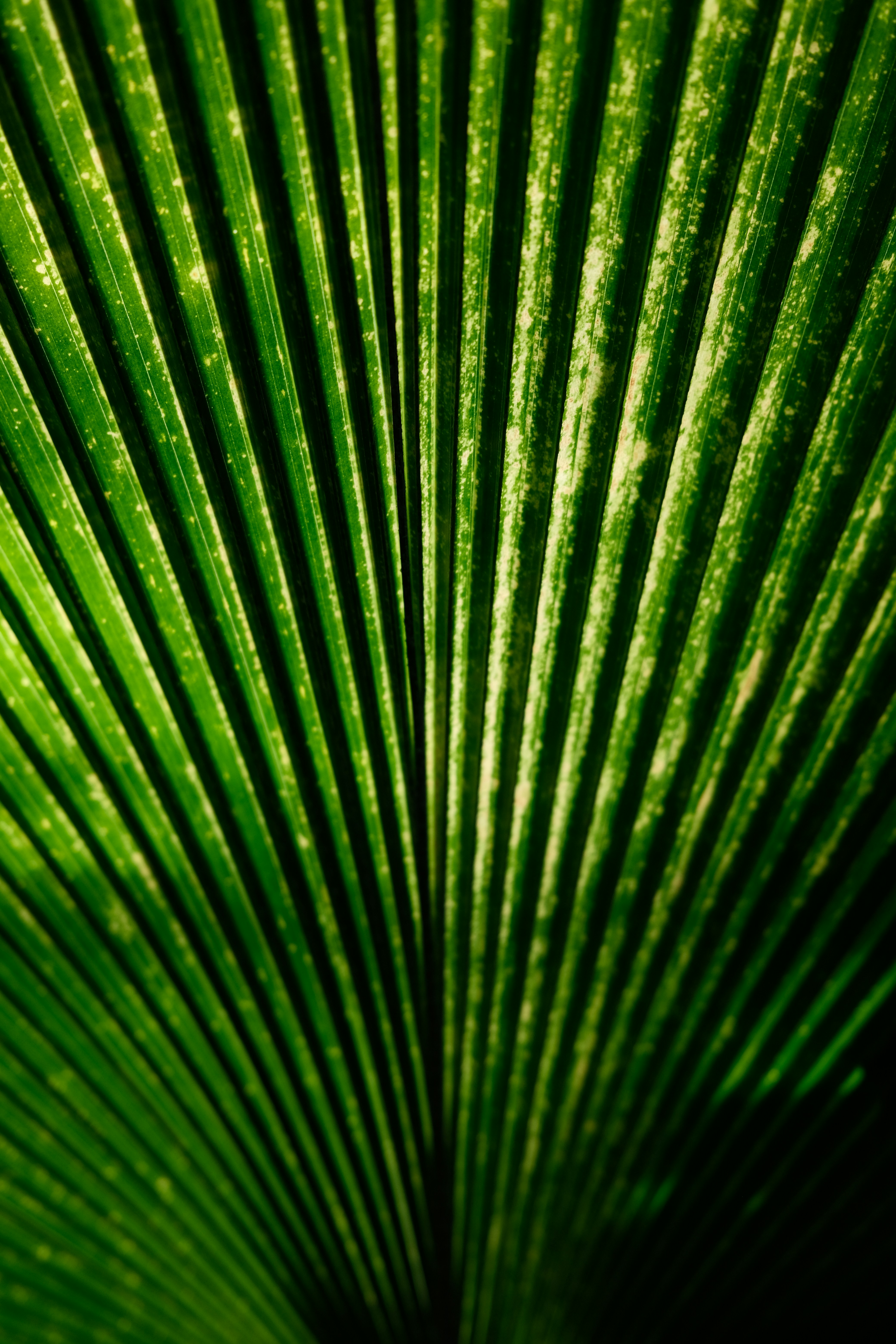 Photo by stereosonya