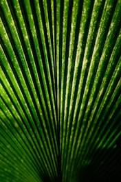 Close-up of a green palm leaf's detailed texture.