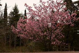 Best Cherry Blossoms in Japan: must visit spots