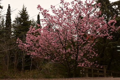 Best Cherry Blossoms in Japan: must visit spots