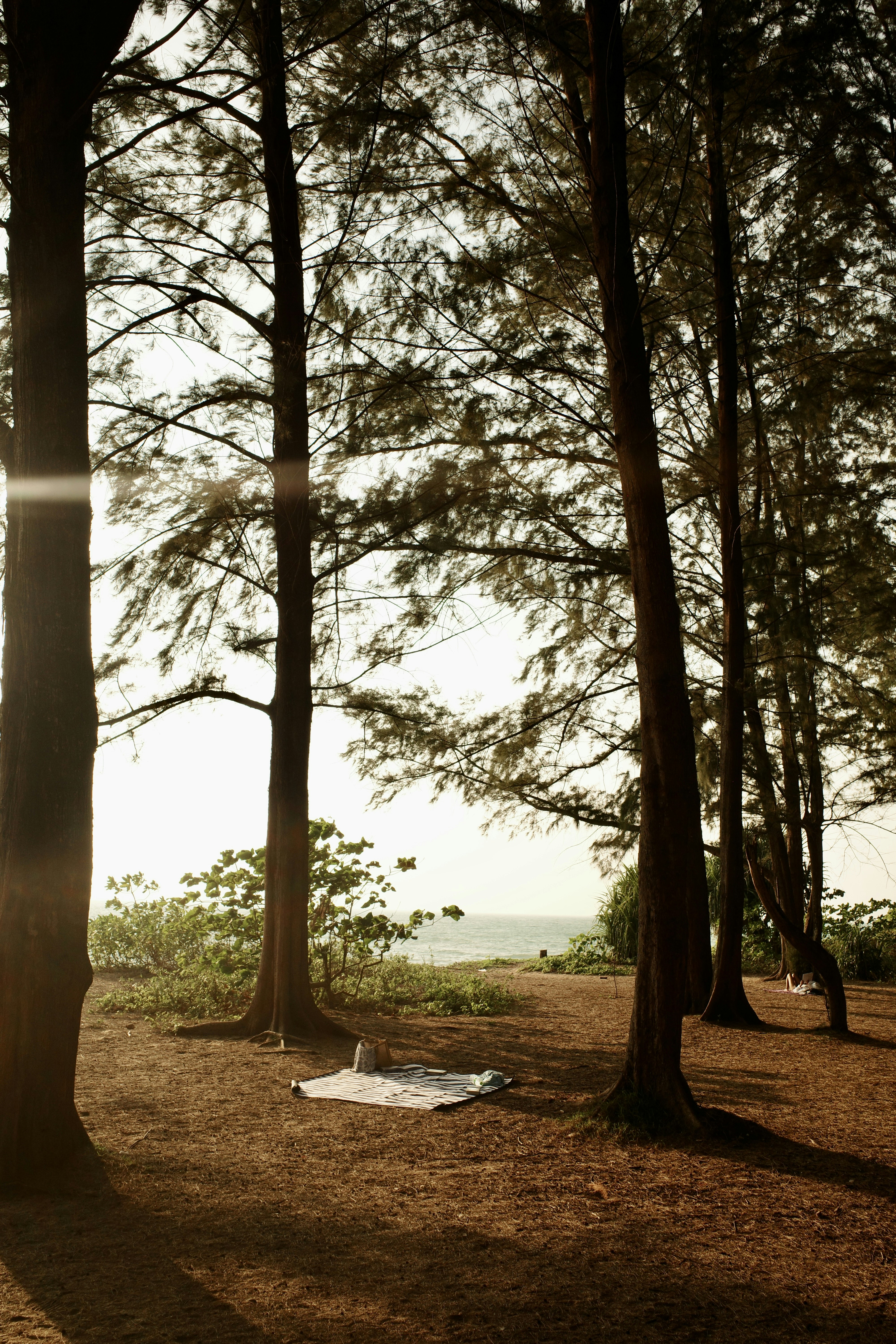Trees surround a picnic blanket near the ocean.