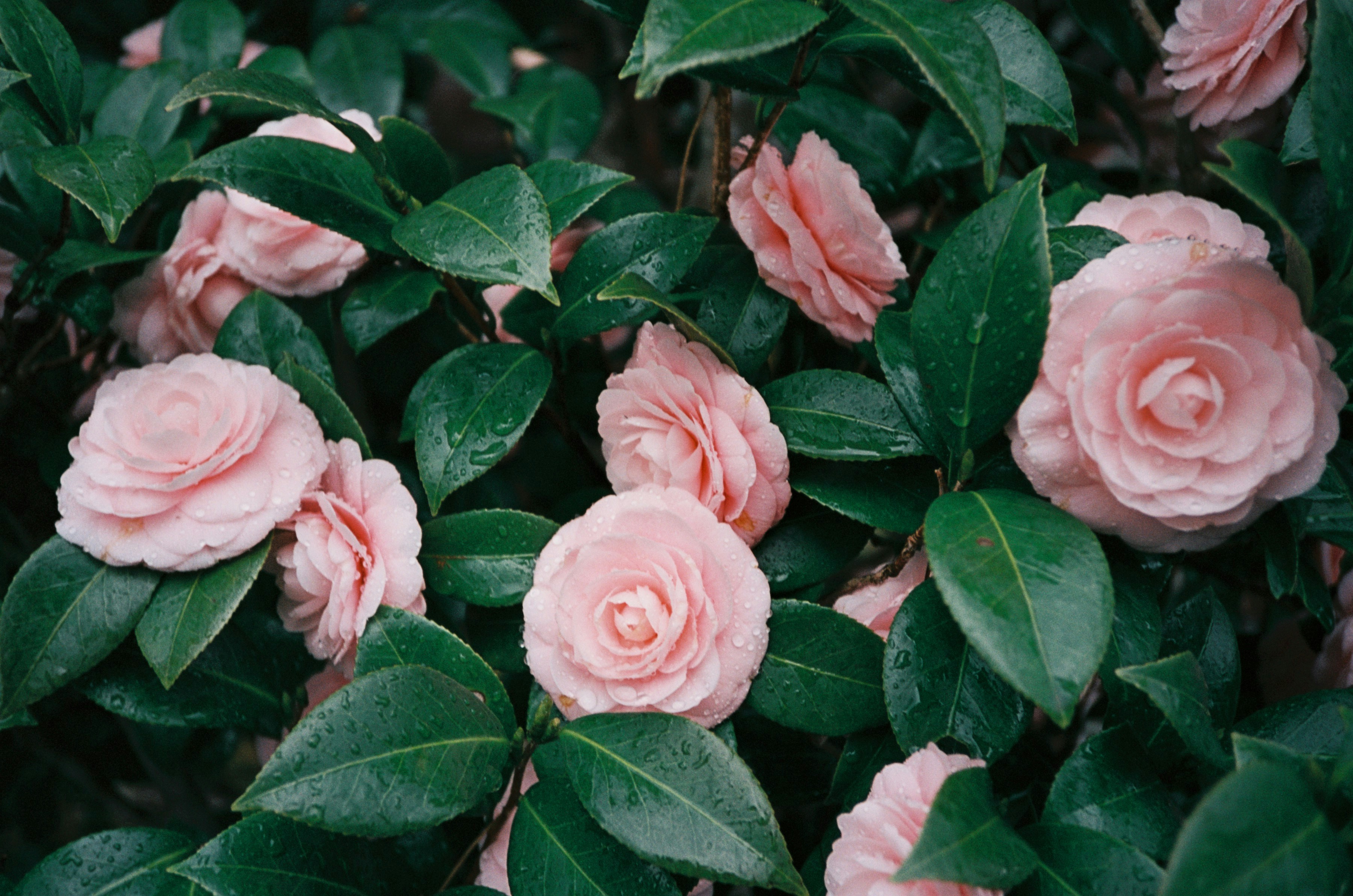 Photo by mirceadrian