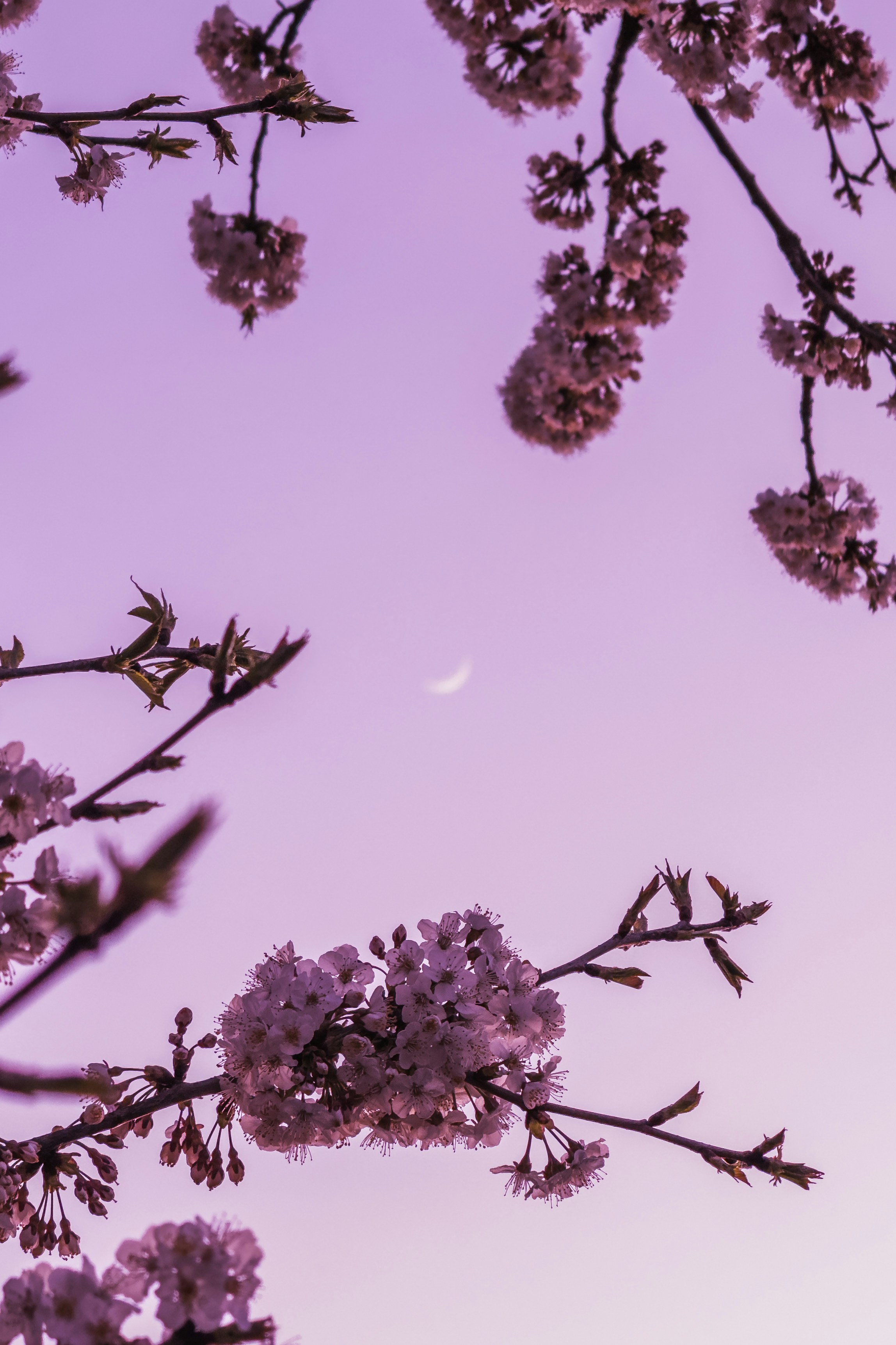 Cherry blossoms frame the moon in a twilight sky.