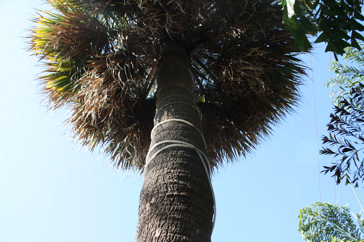 Bottle Palm Hyophorbe lagenicaulis Tropical Landscape India — PlantCare