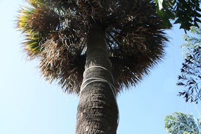 Bottle Palm Hyophorbe lagenicaulis Tropical Landscape India — PlantCare