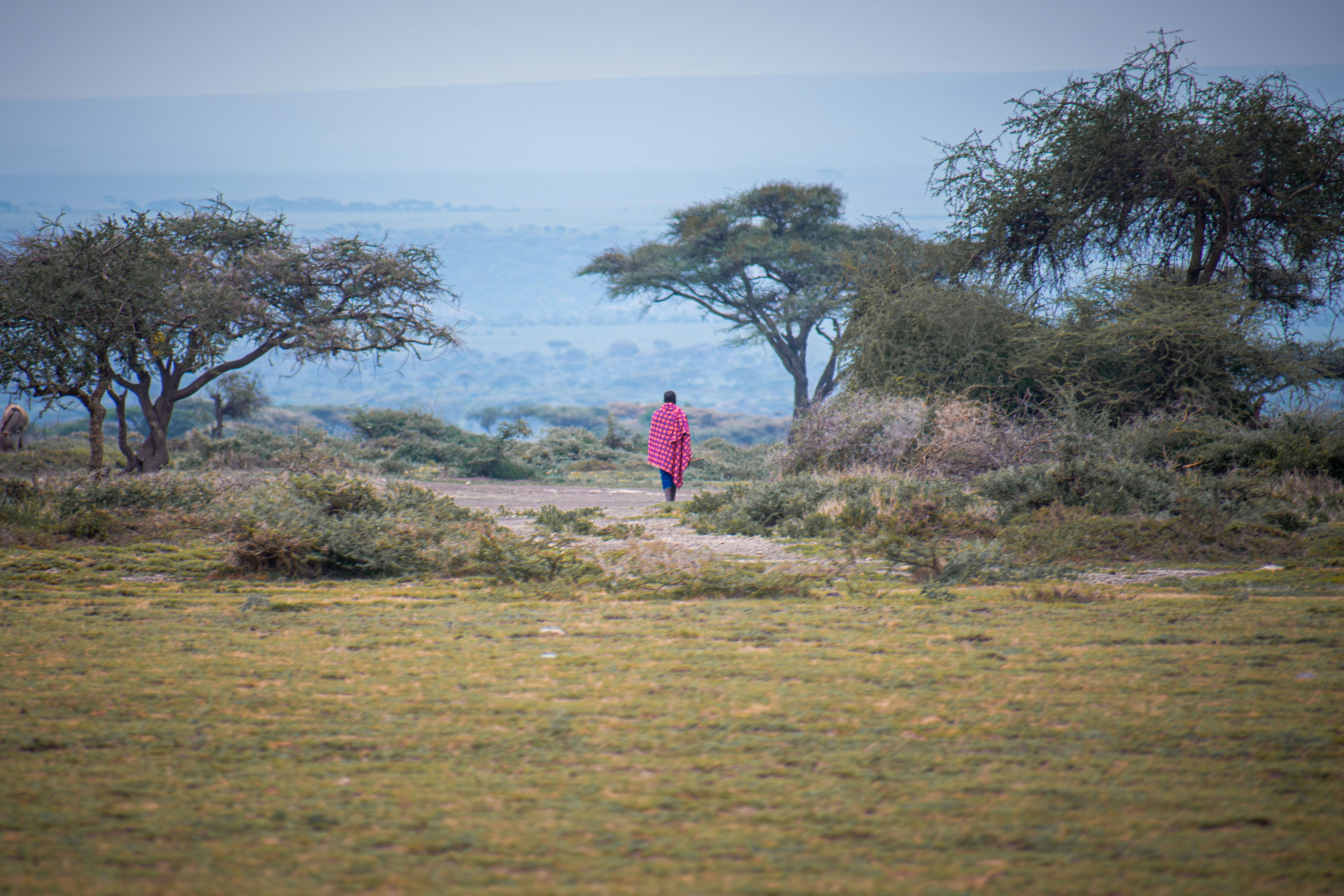A person walks across an open african landscape. - Masai Mara
