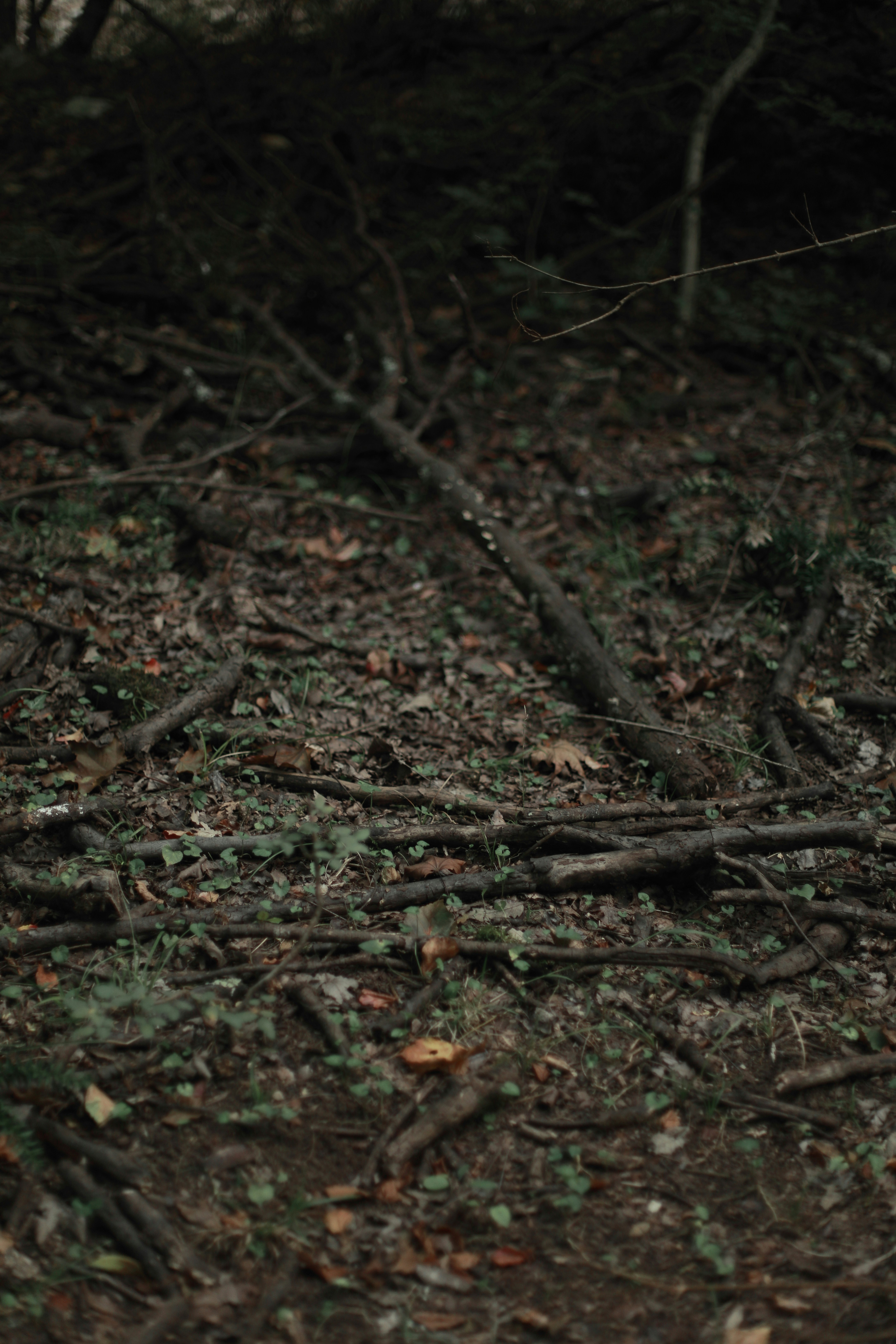 Dead branches cover a forest floor.
