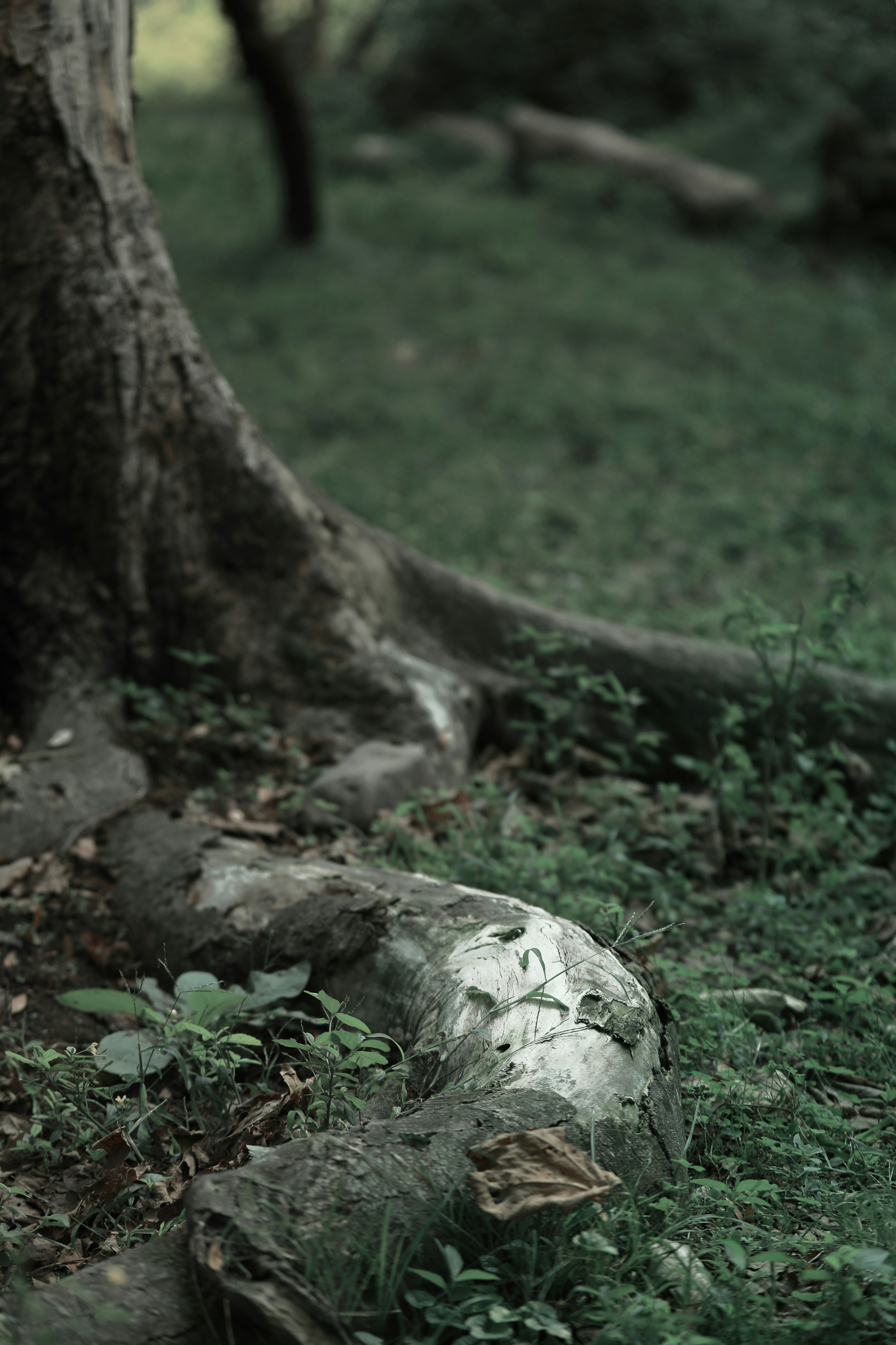 Tree roots rest on a bed of green grass.