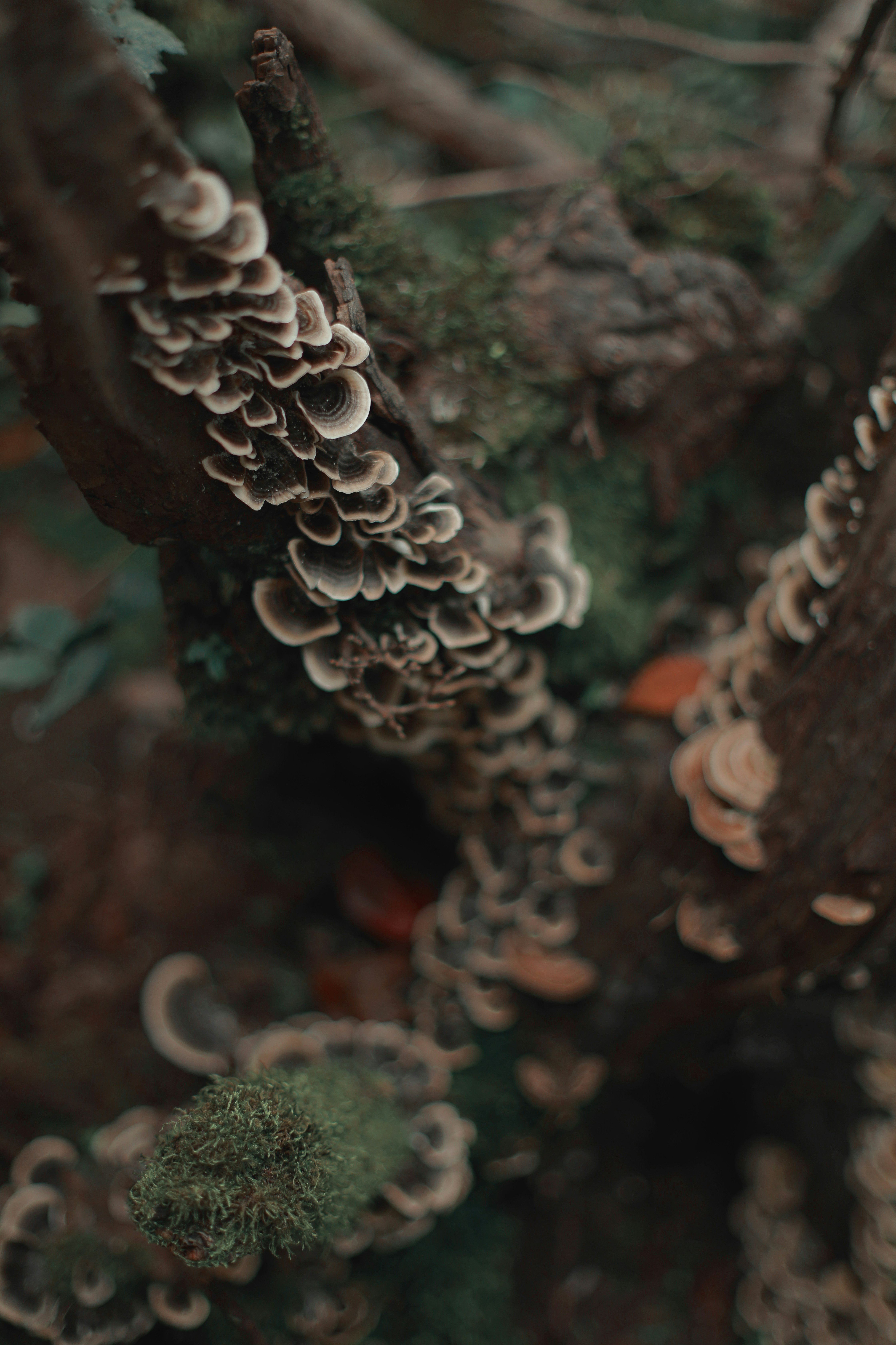 Mushrooms are growing on a decaying tree branch.