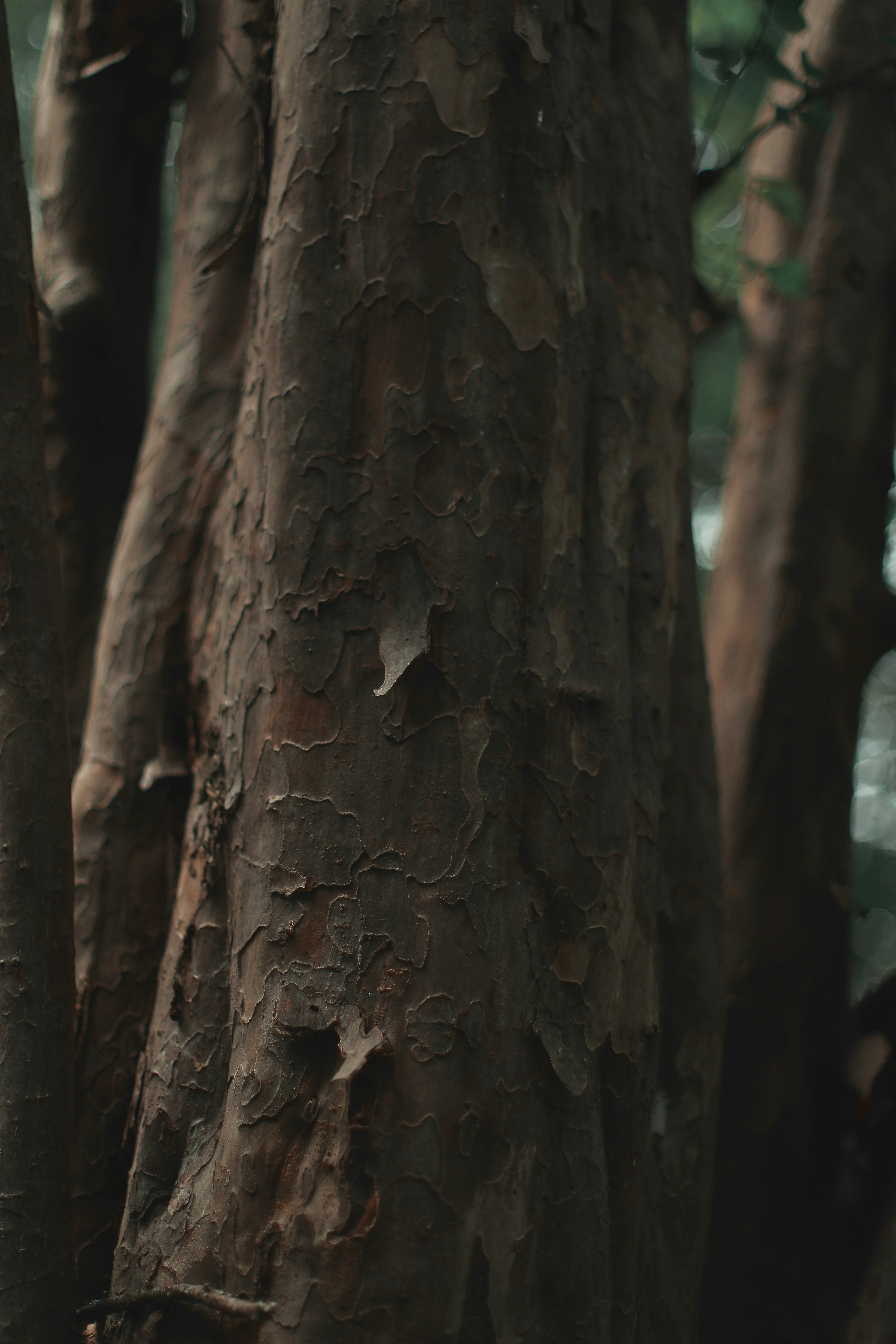 Tree bark texture and detail.