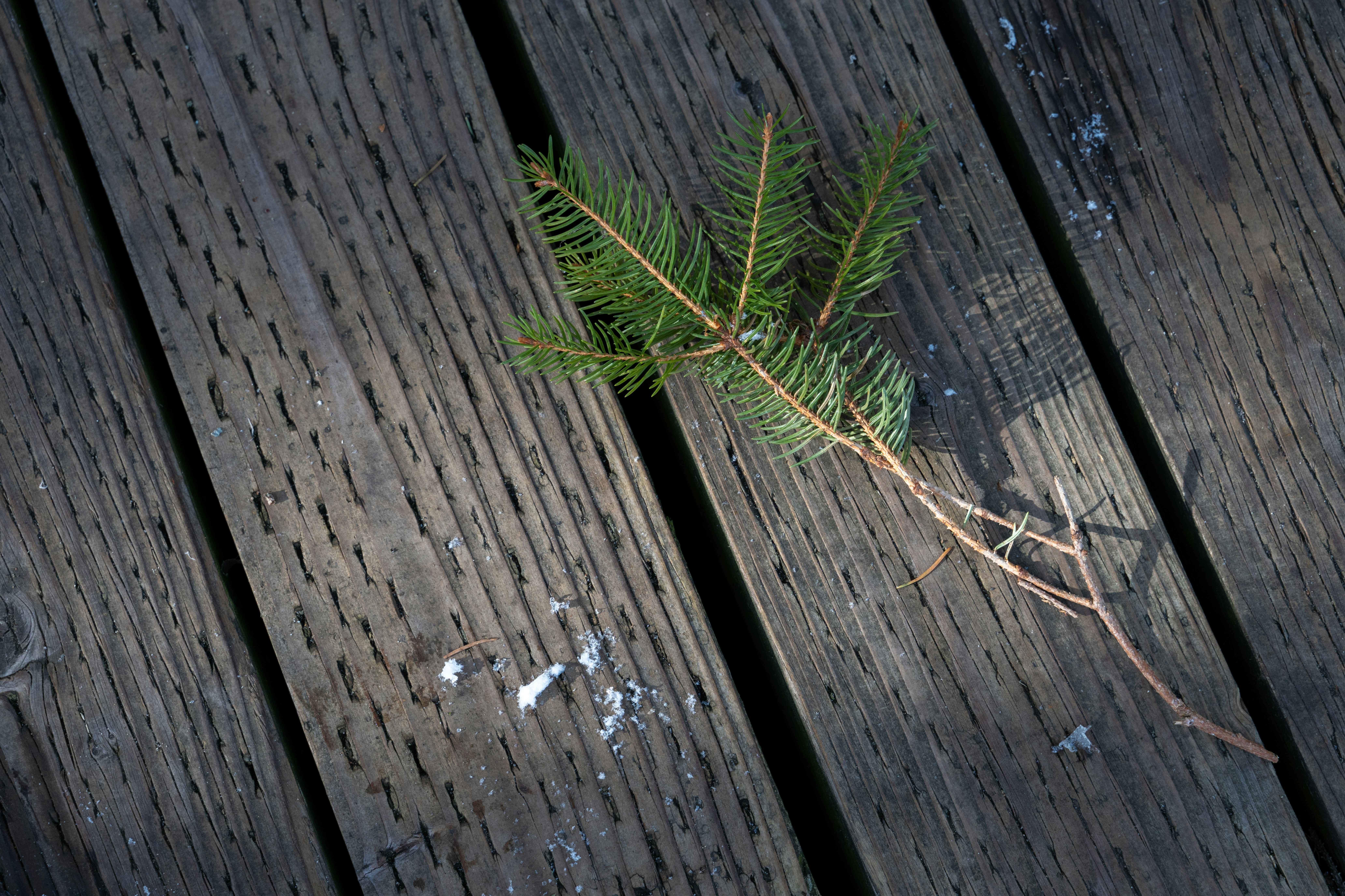 A fir branch lies on weathered wood.