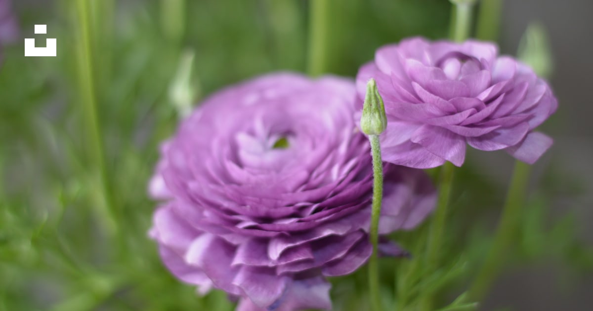 Purple ranunculus flowers blooming in a garden. photo – Free Flower ...