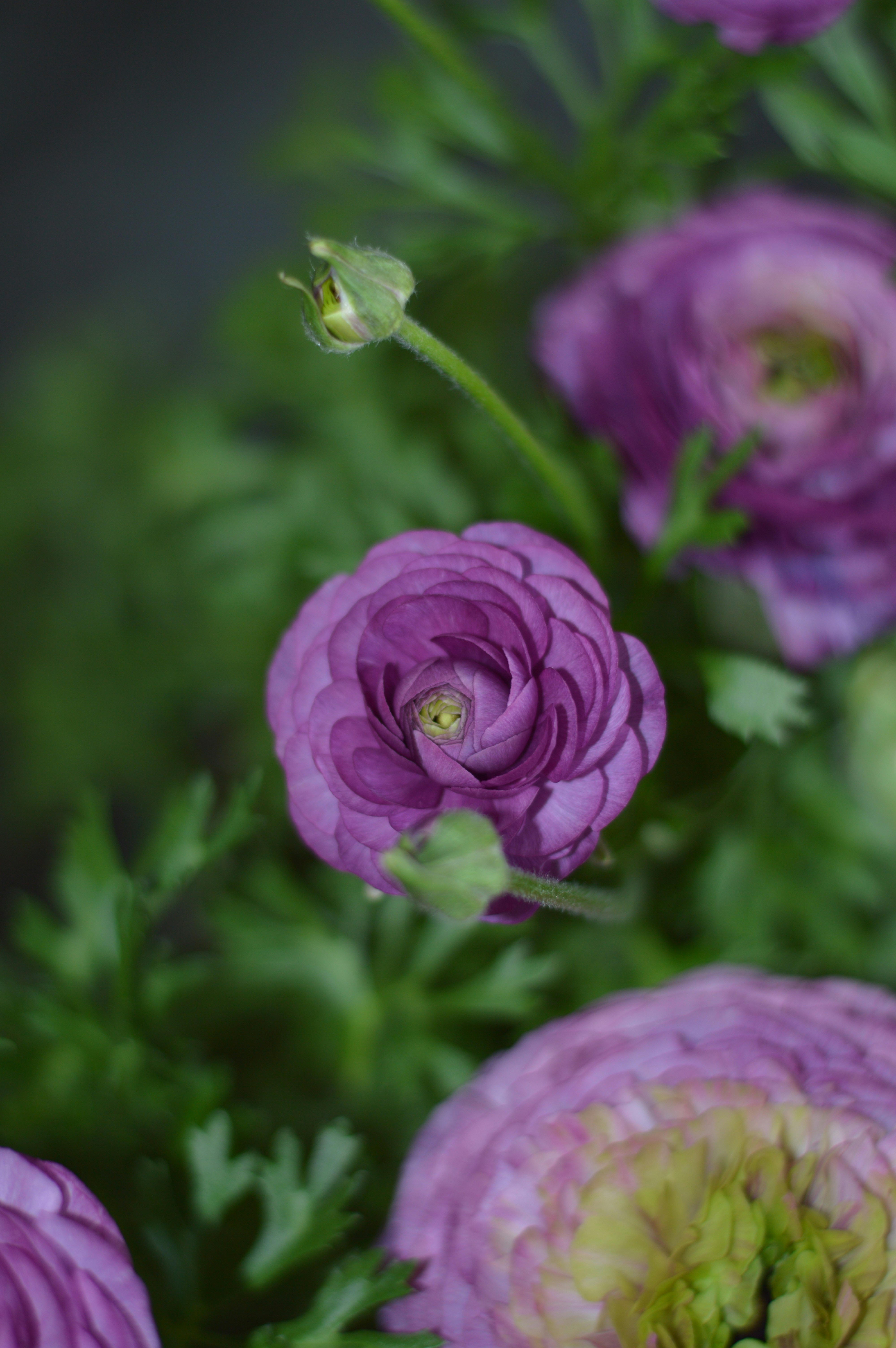 Purple ranunculus flowers bloom beautifully amidst green foliage.