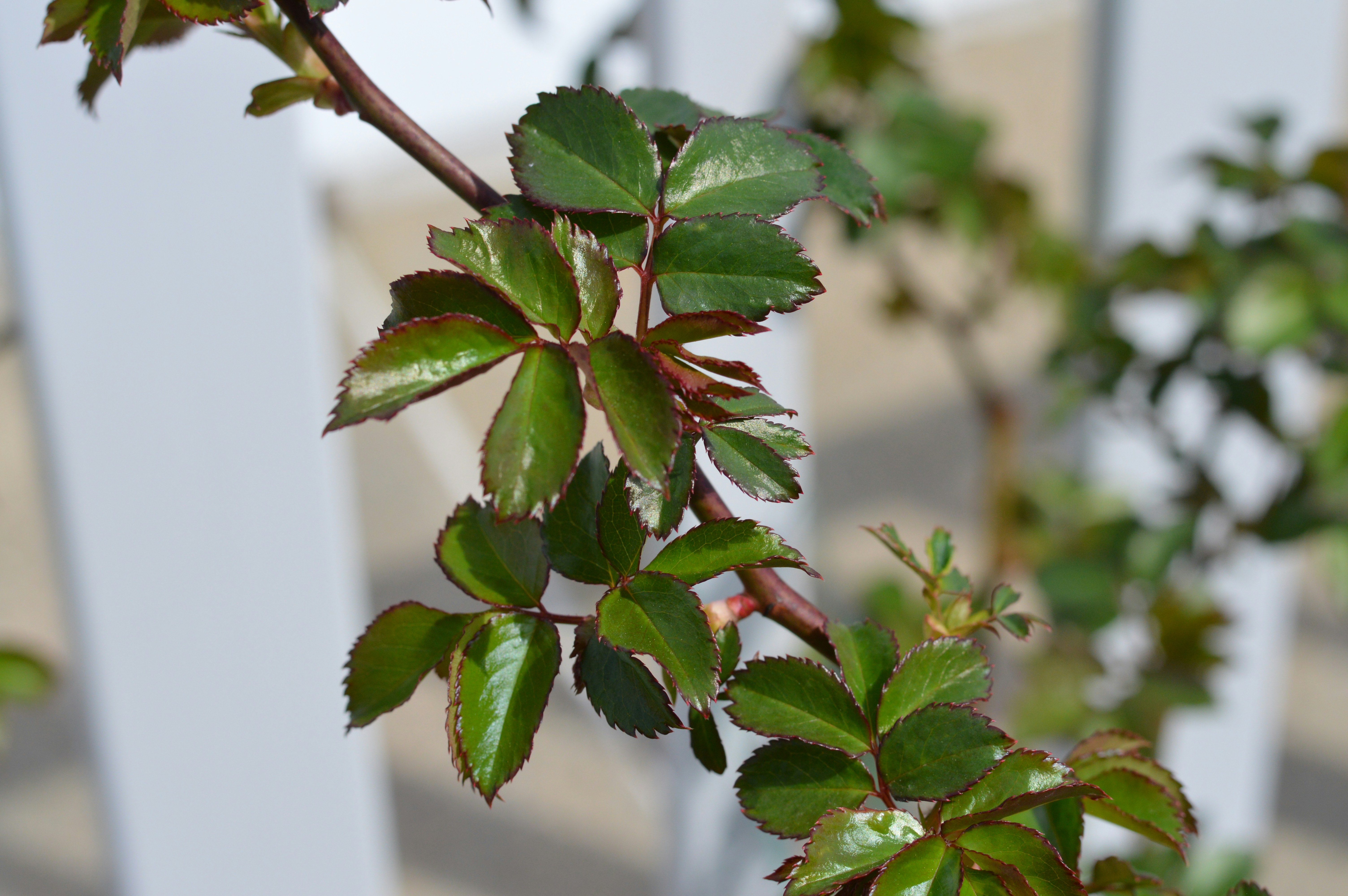 Fresh green leaves grow on a vine.