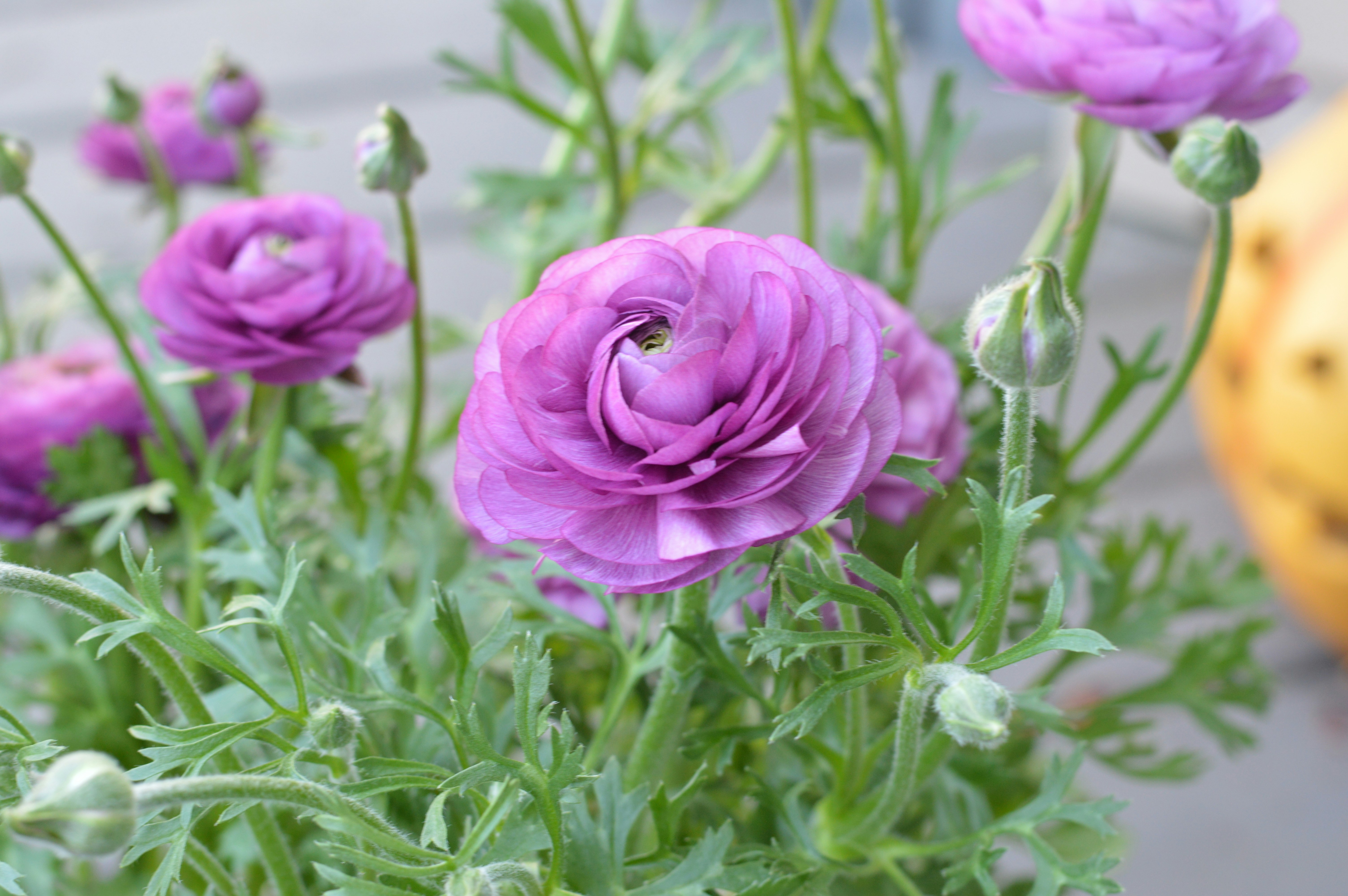 Purple ranunculus flowers bloom beautifully.