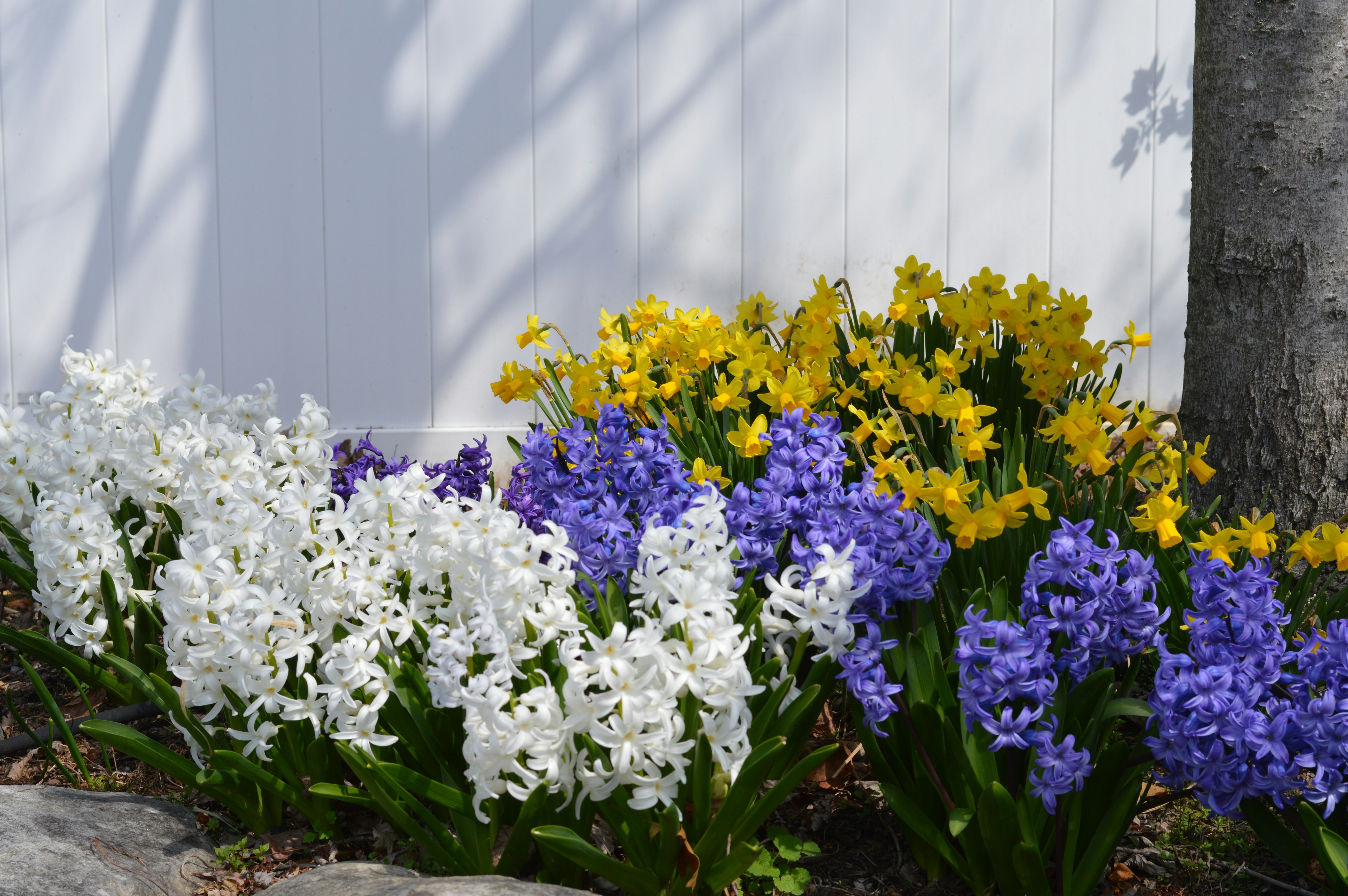 Colorful flowers bloom in front of a white fence.