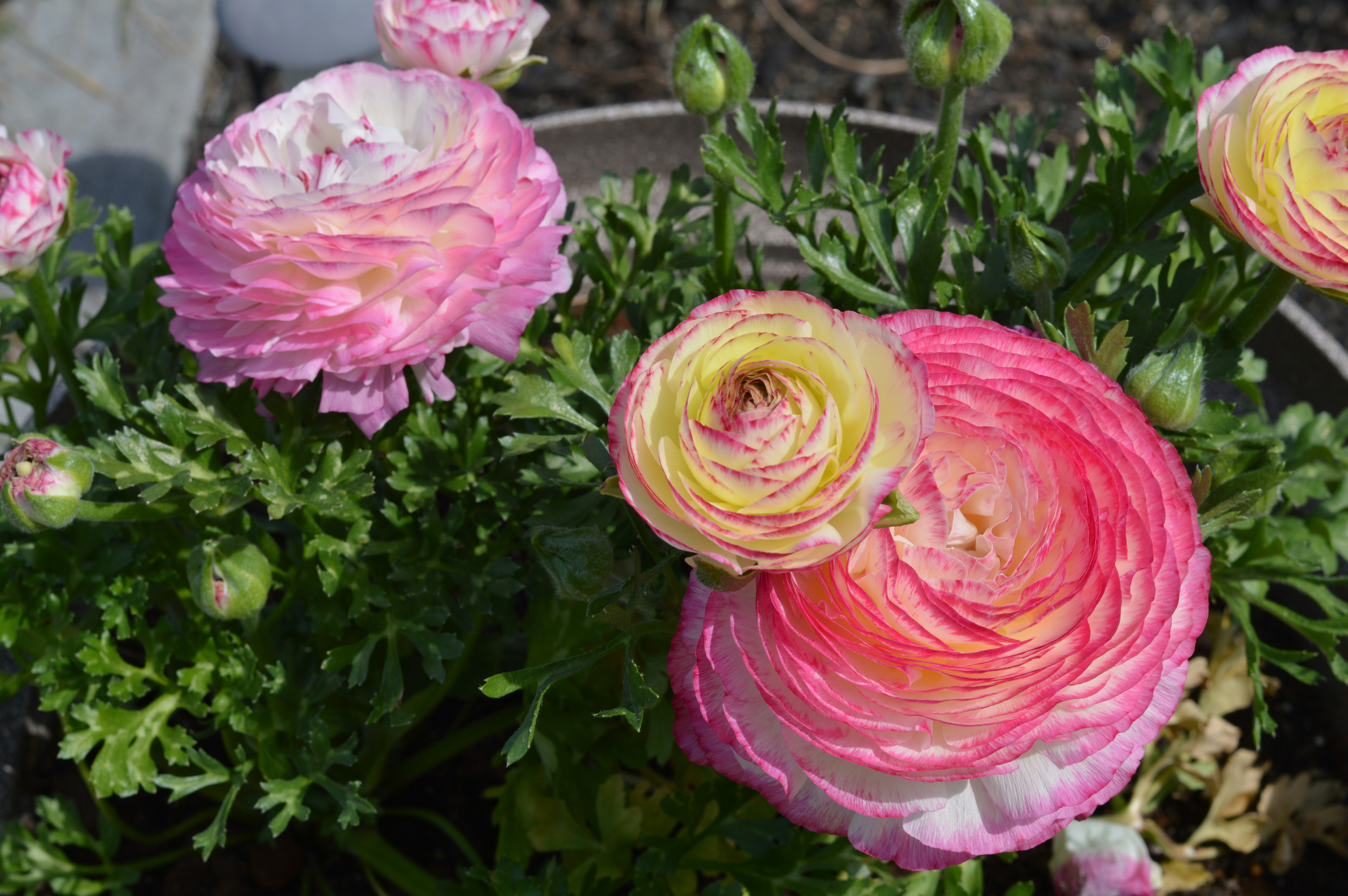 Beautiful pink and yellow ranunculus flowers are blooming.
