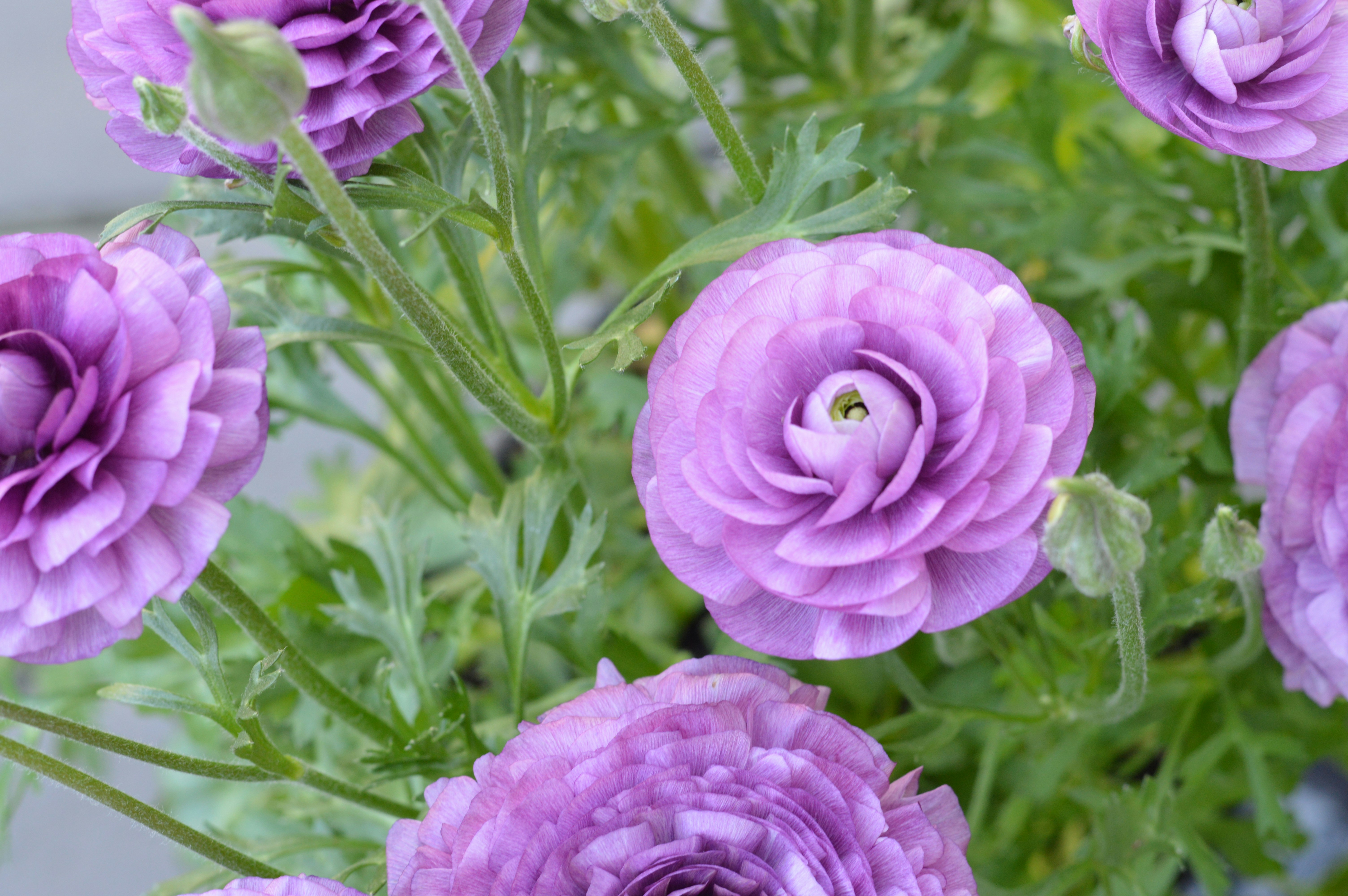 Purple ranunculus flowers bloom beautifully in the garden.
