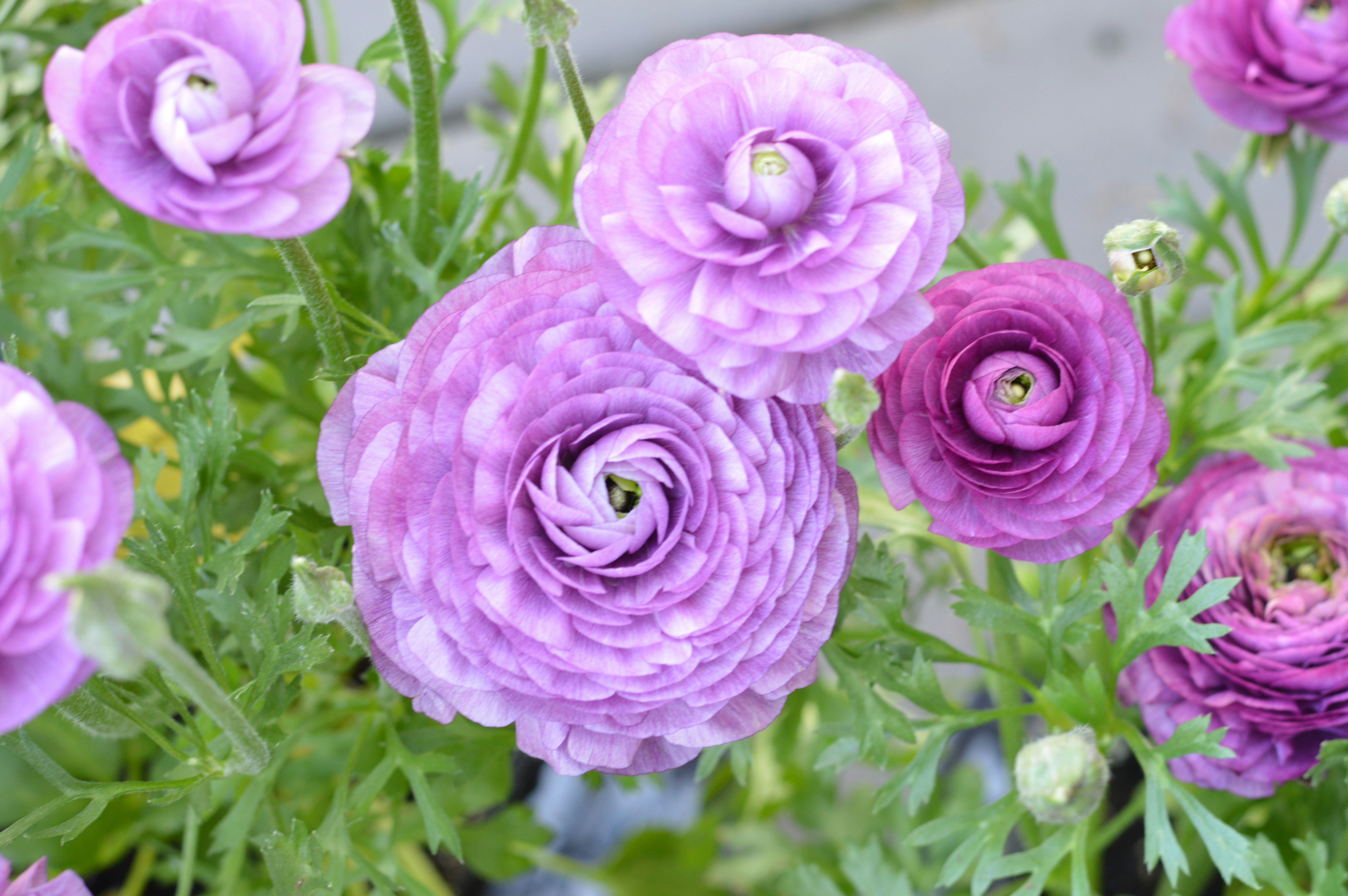 Beautiful purple flowers blooming brightly.