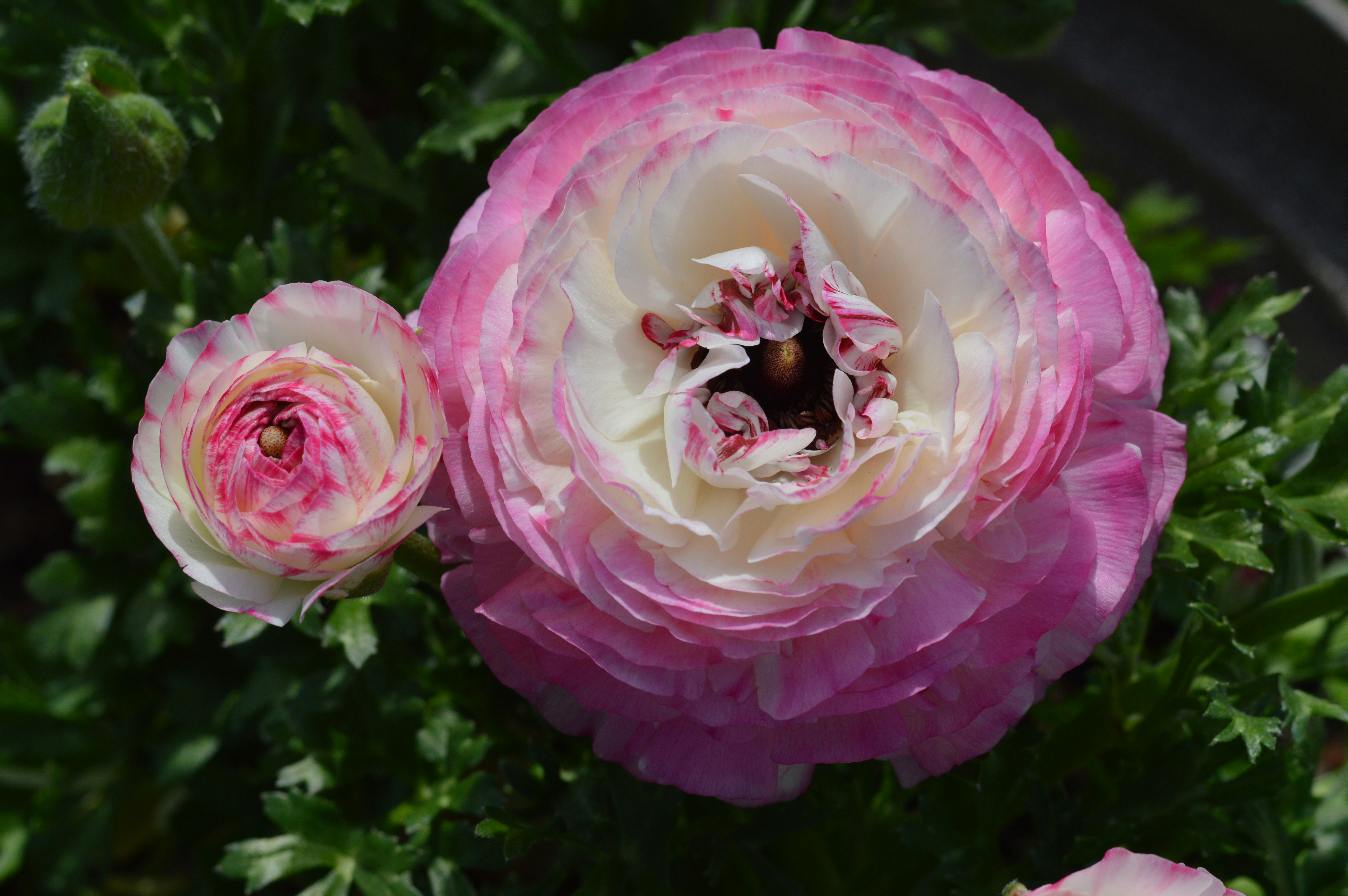 Pink and white ranunculus flowers bloom beautifully.