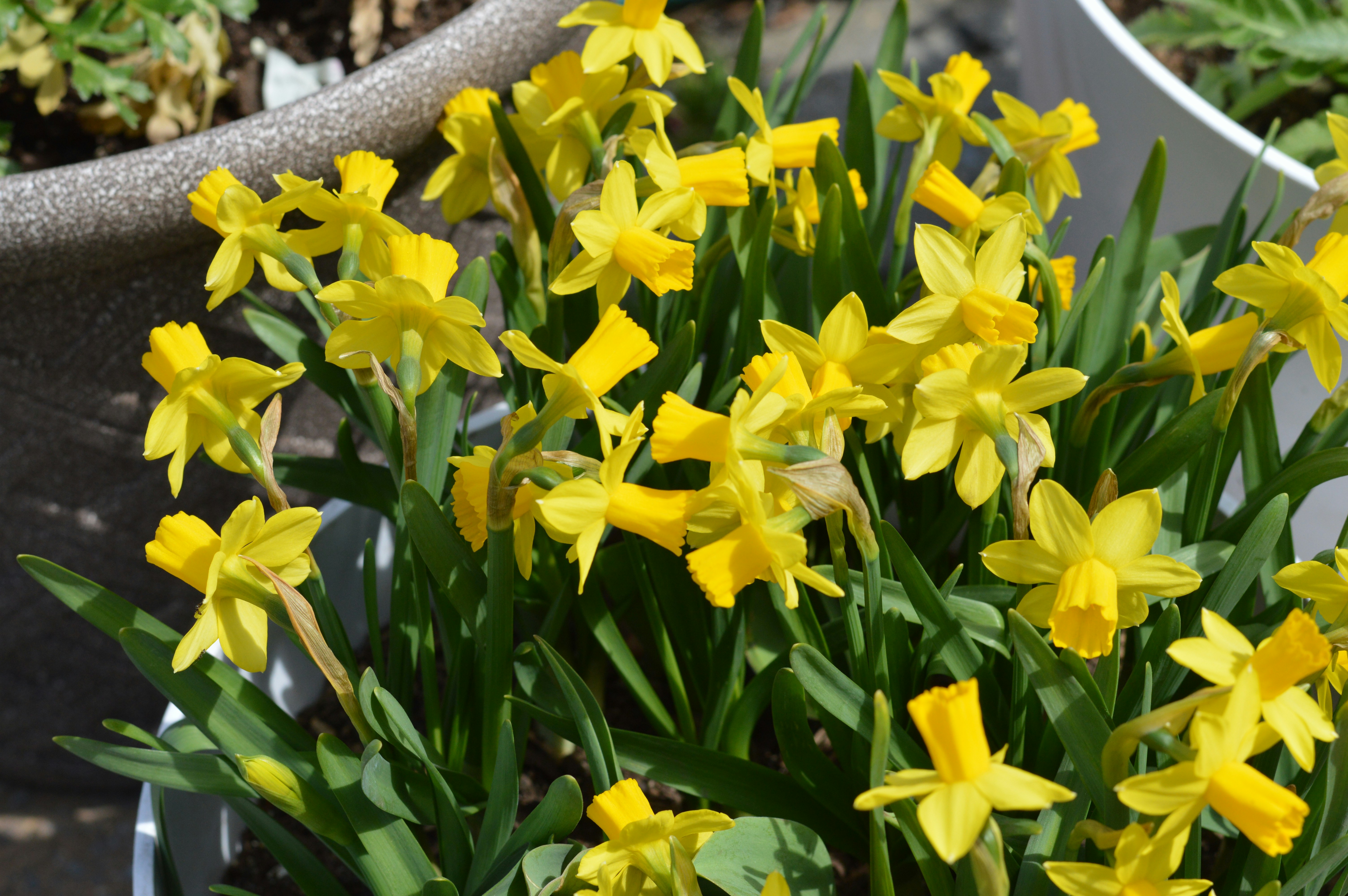Yellow daffodils are blooming in a pot.