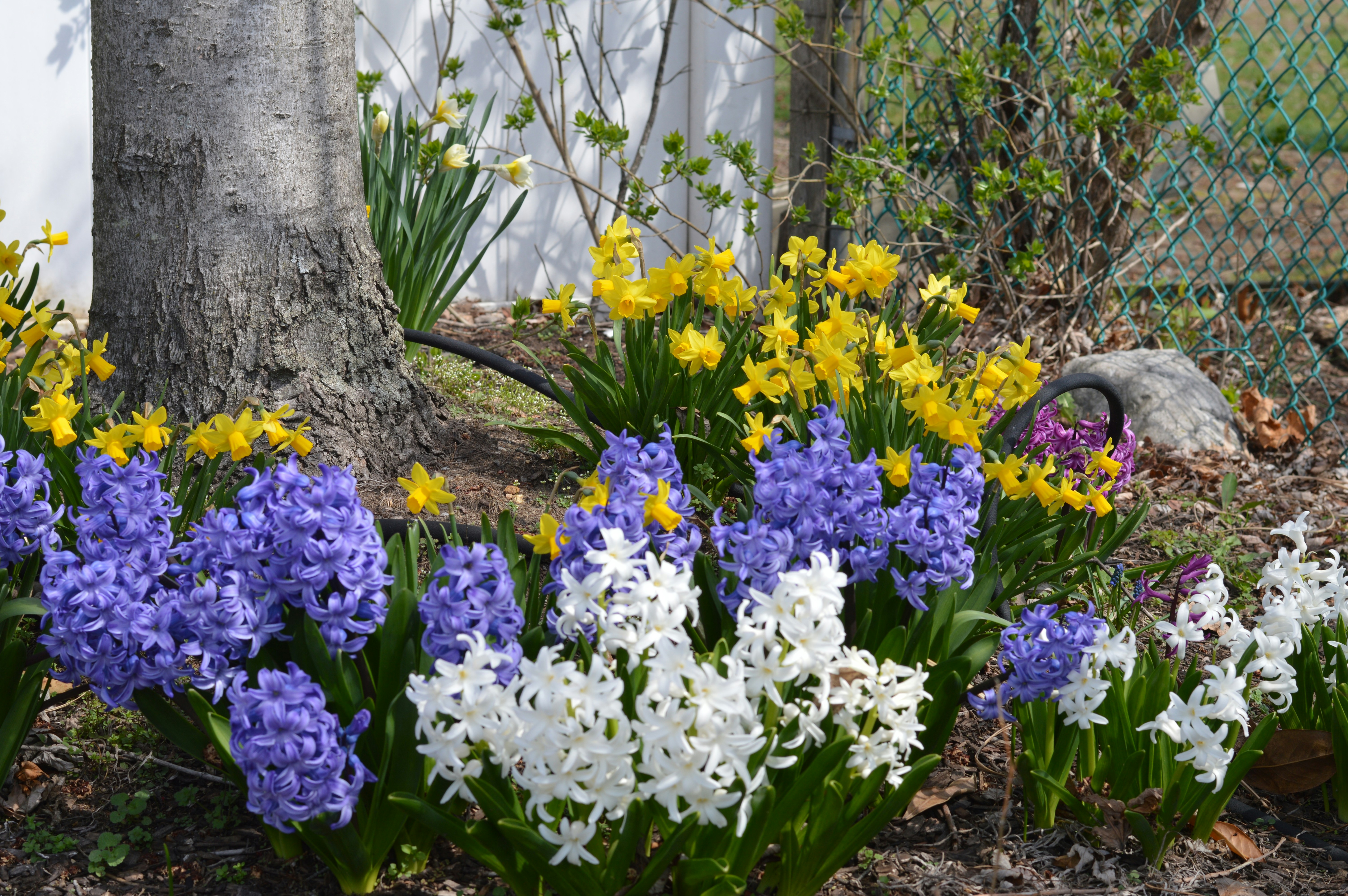 Colorful hyacinths and daffodils bloom in a garden.