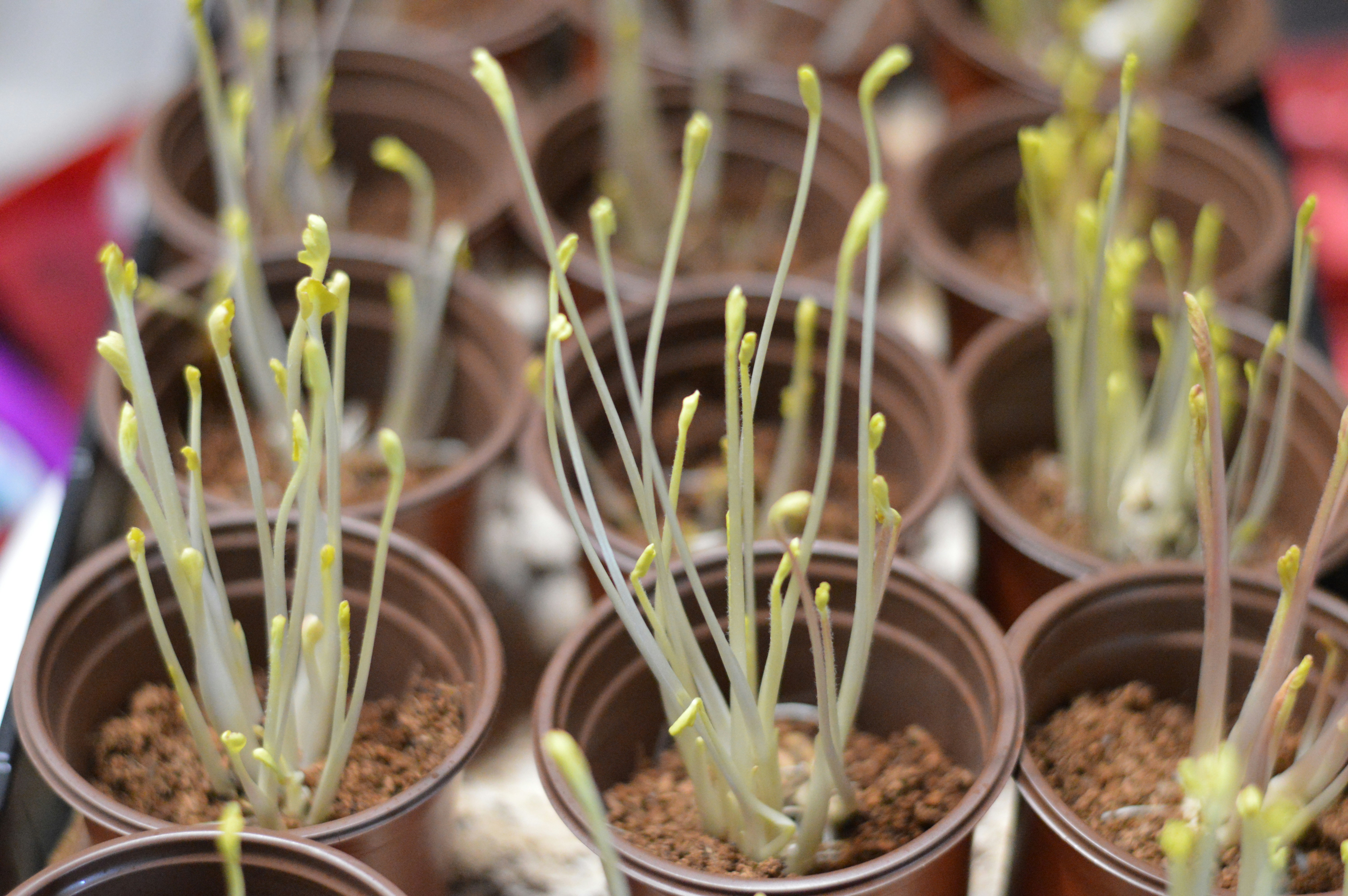 Seedlings are growing in small, brown pots.