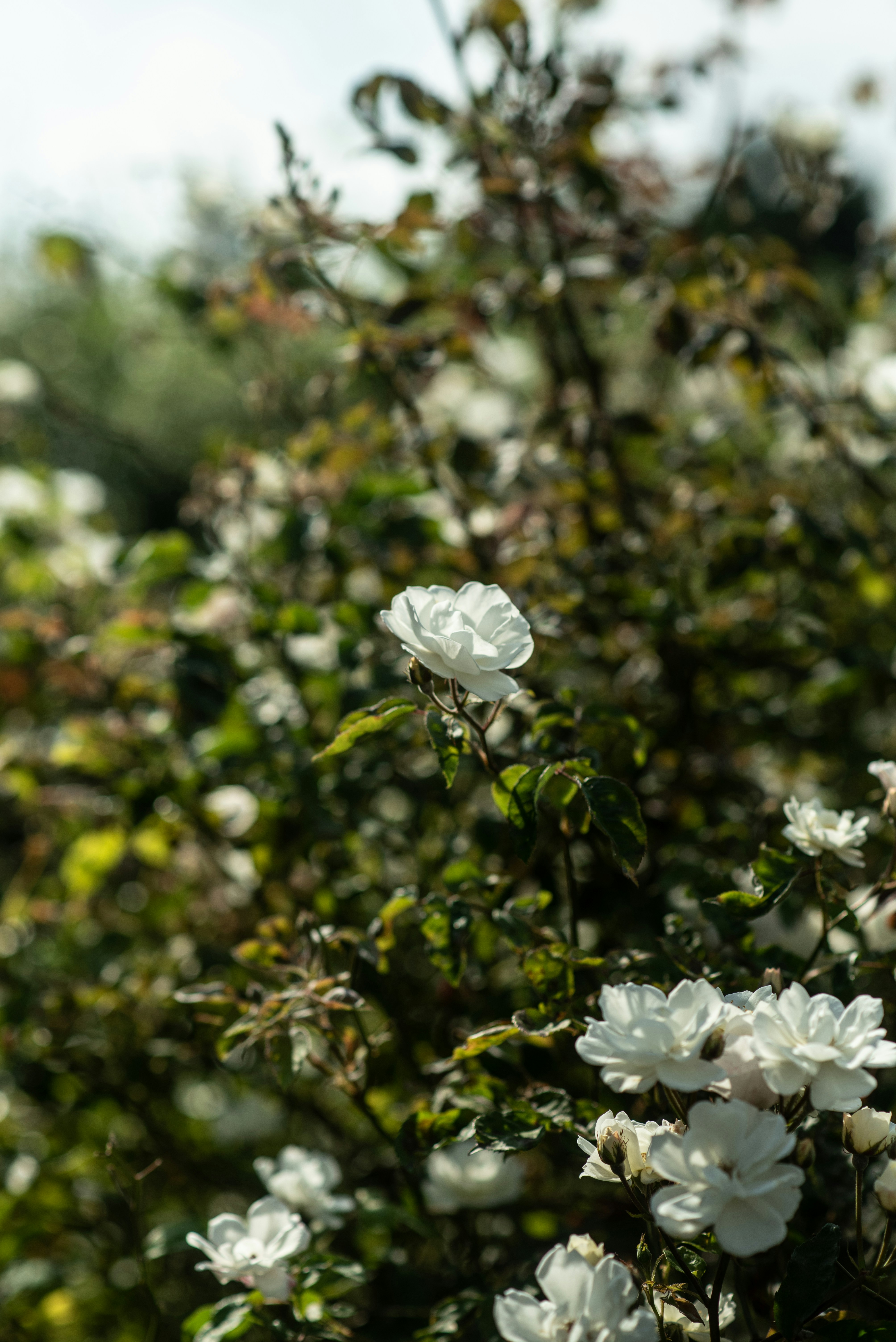 Photo by tochilko