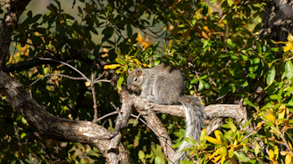 A squirrel sits on a tree branch.
