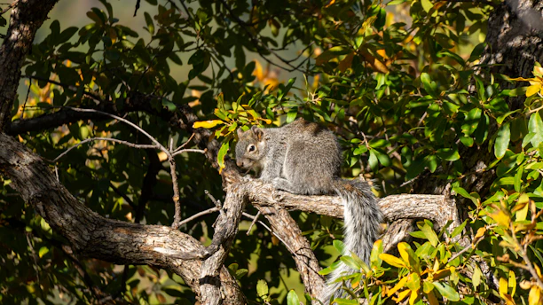 A squirrel sits on a tree branch.