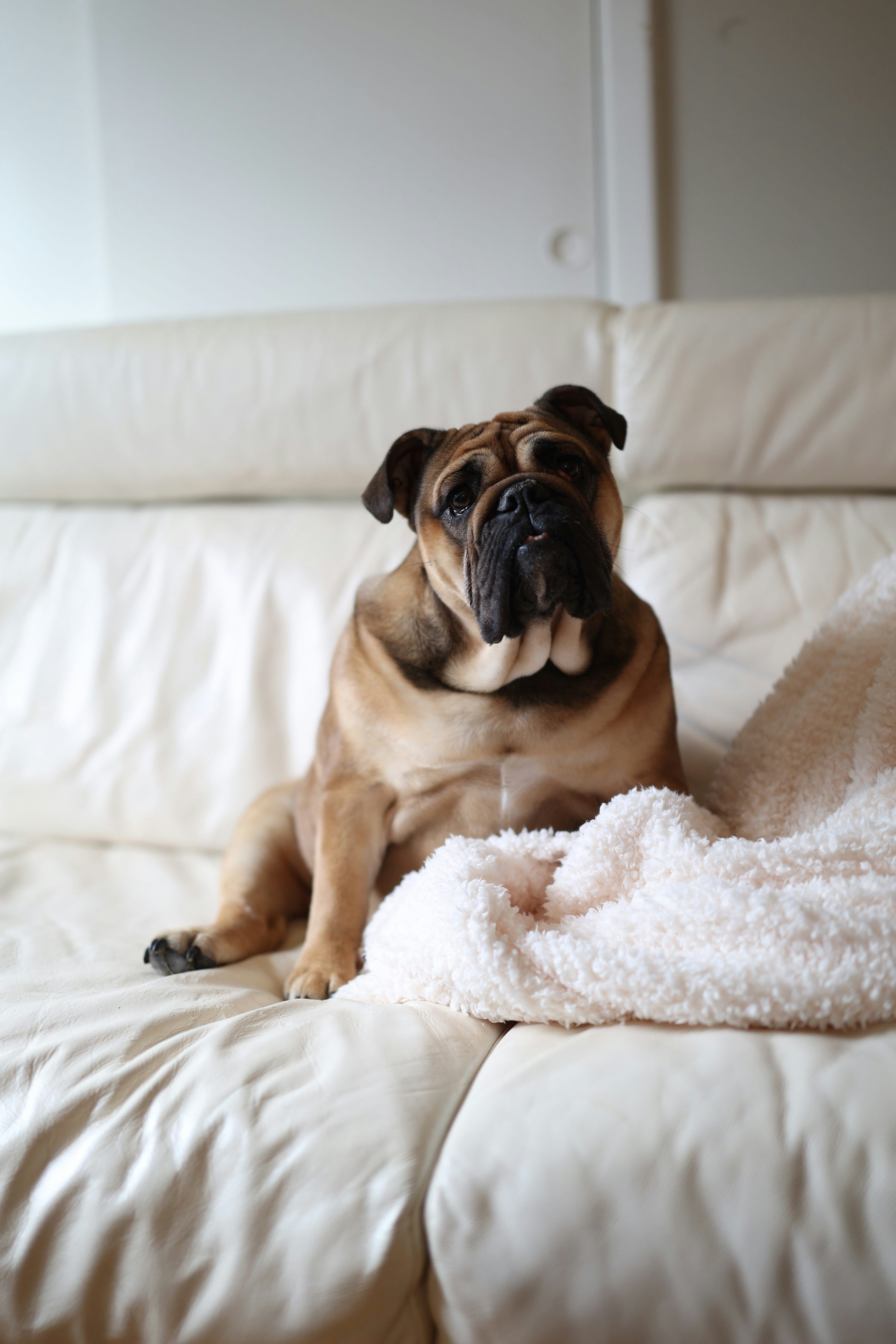 A bulldog sits comfortably on a white couch