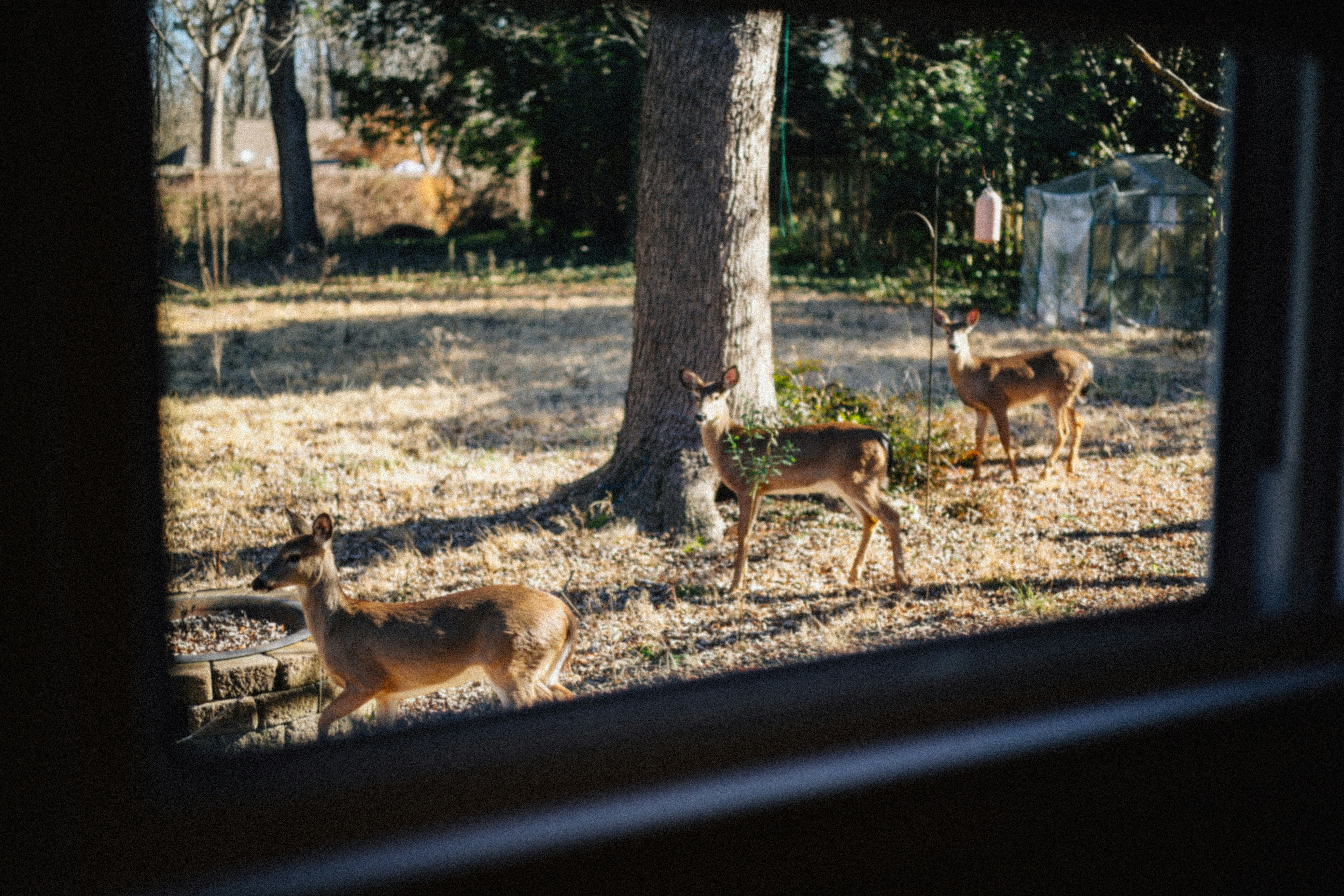Three deer stand together in a residential backyard.