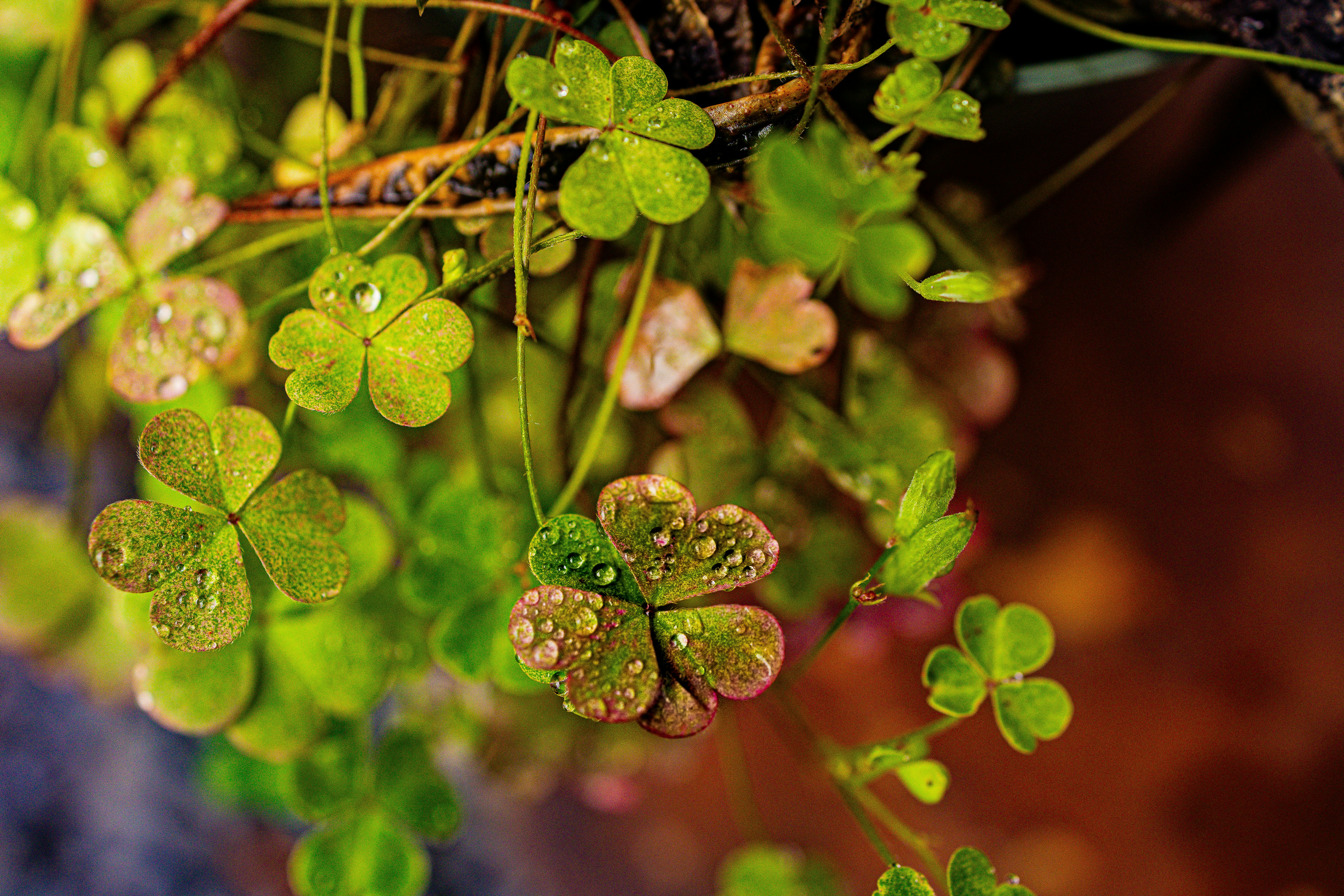 Kleeblätter mit Regentropfen glitzern im Sonnenlicht.