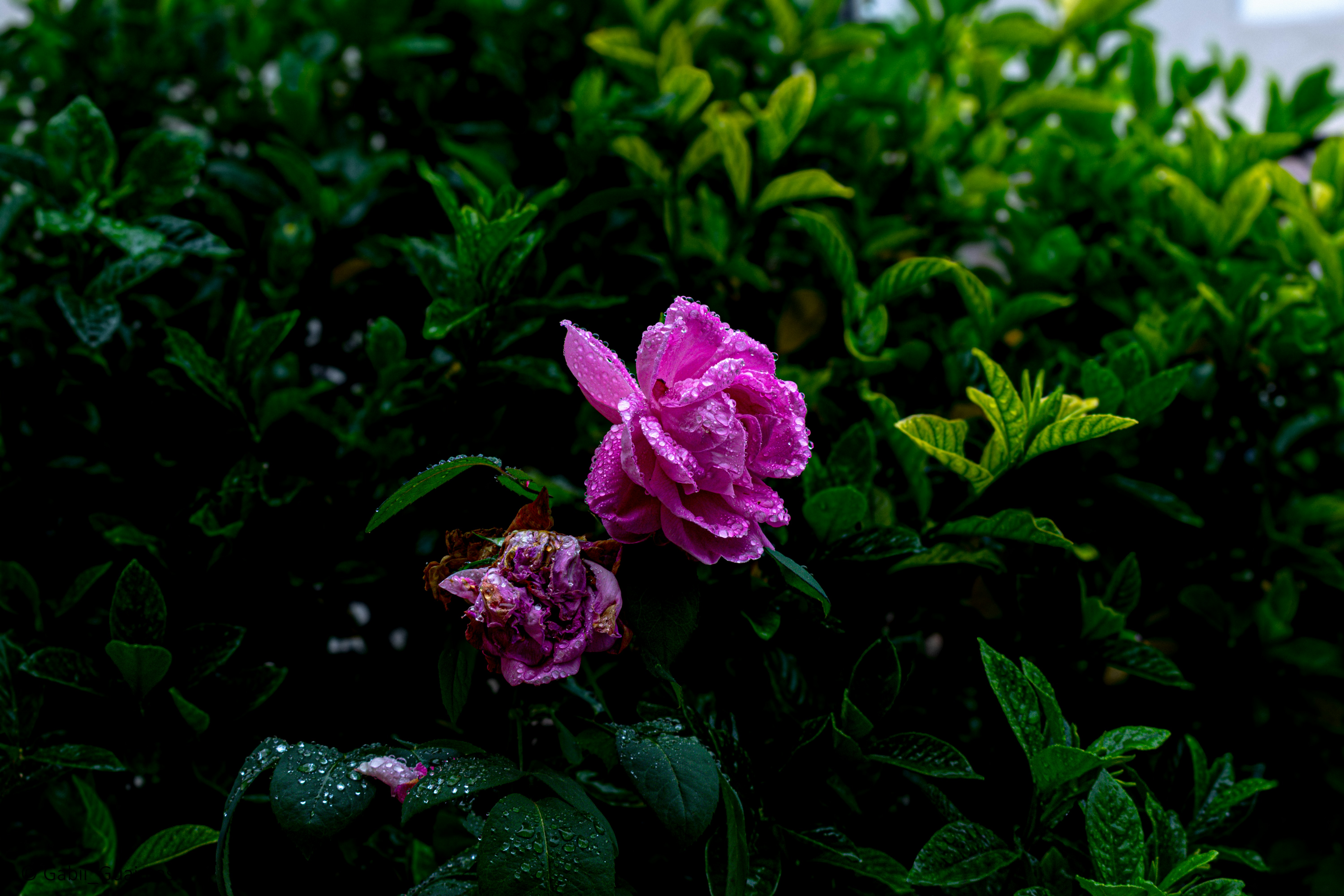 Photo by gguaimas681