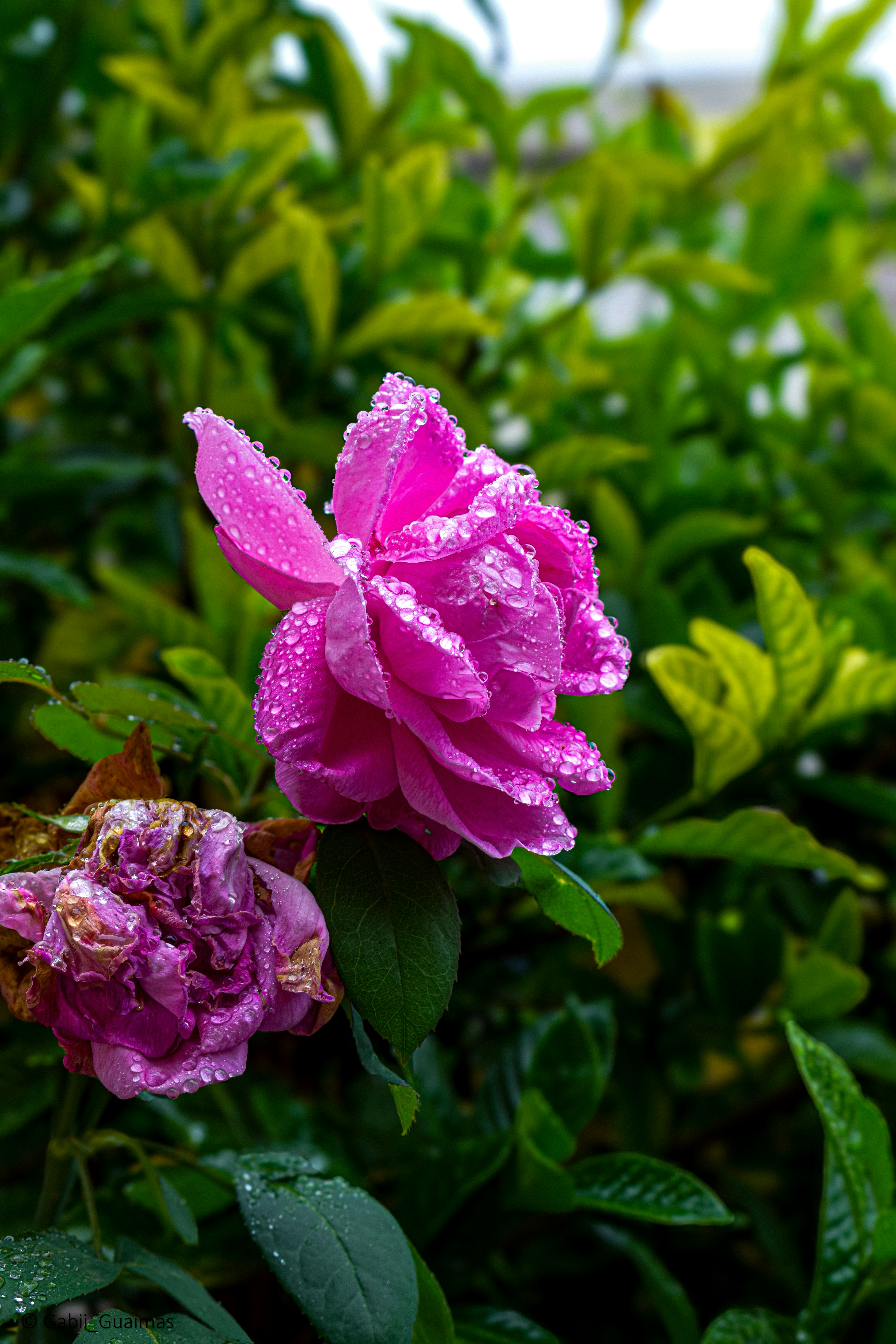 Photo by gguaimas681