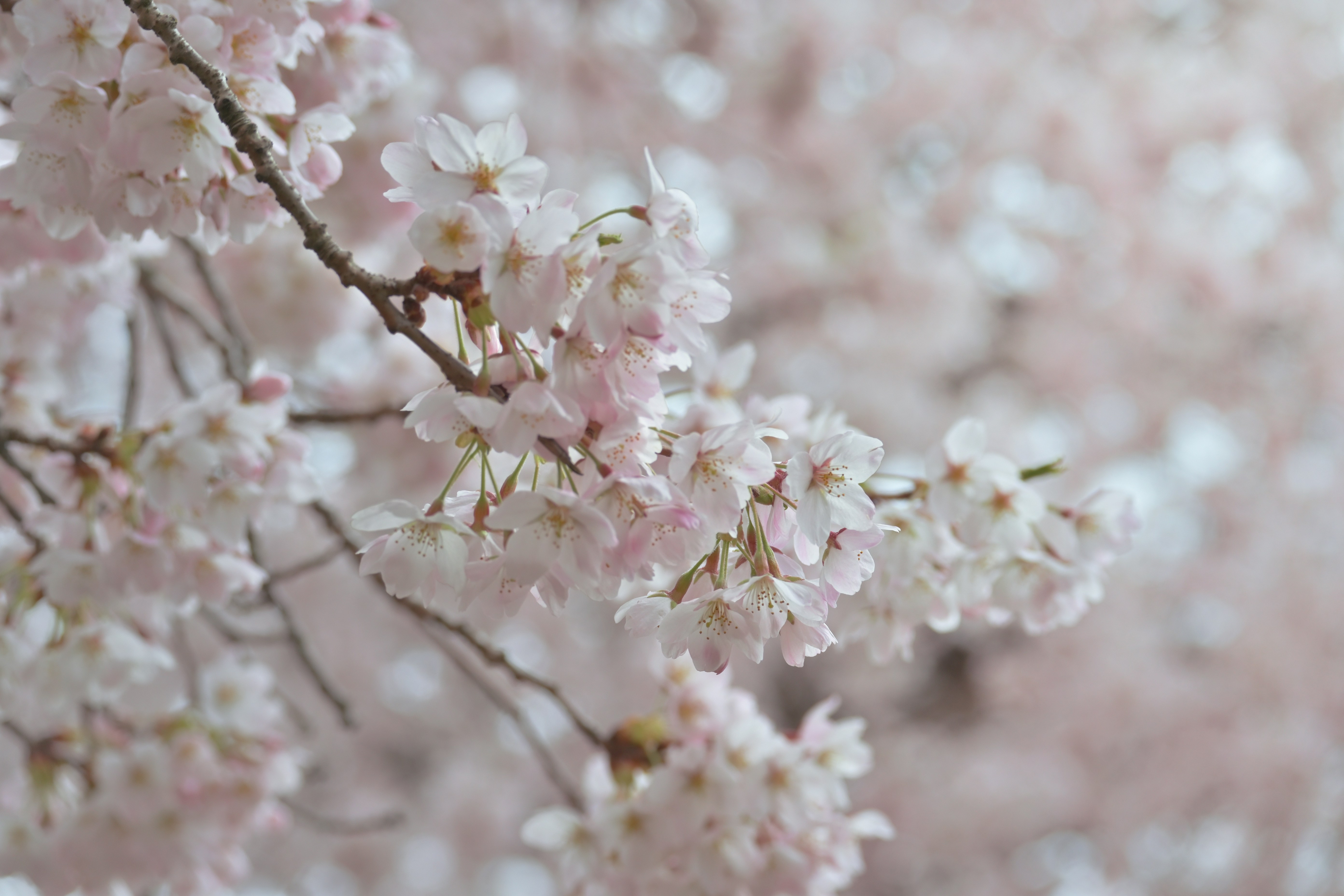 Photo by fleeting_glow