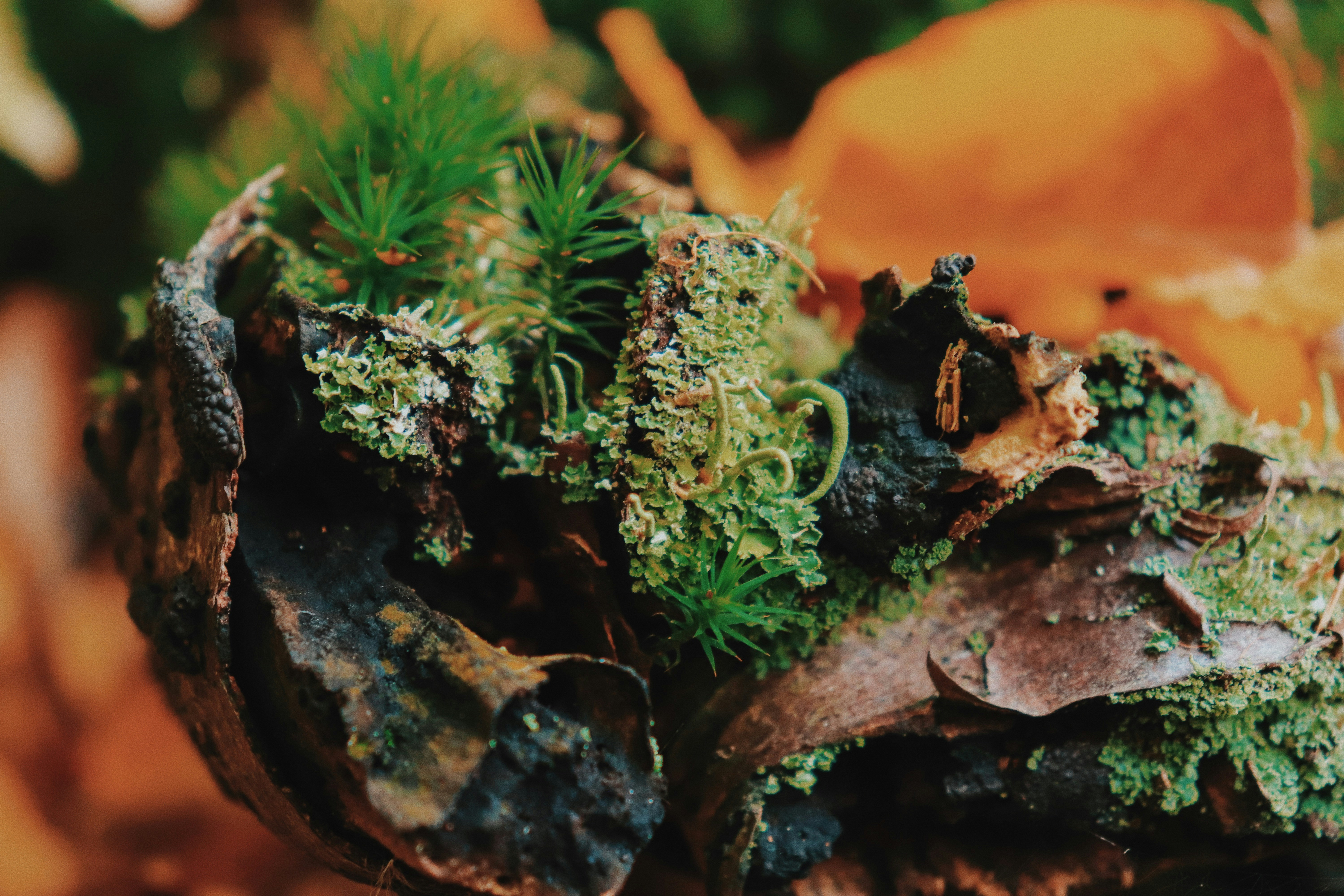 Moss and plants grow on a piece of wood.