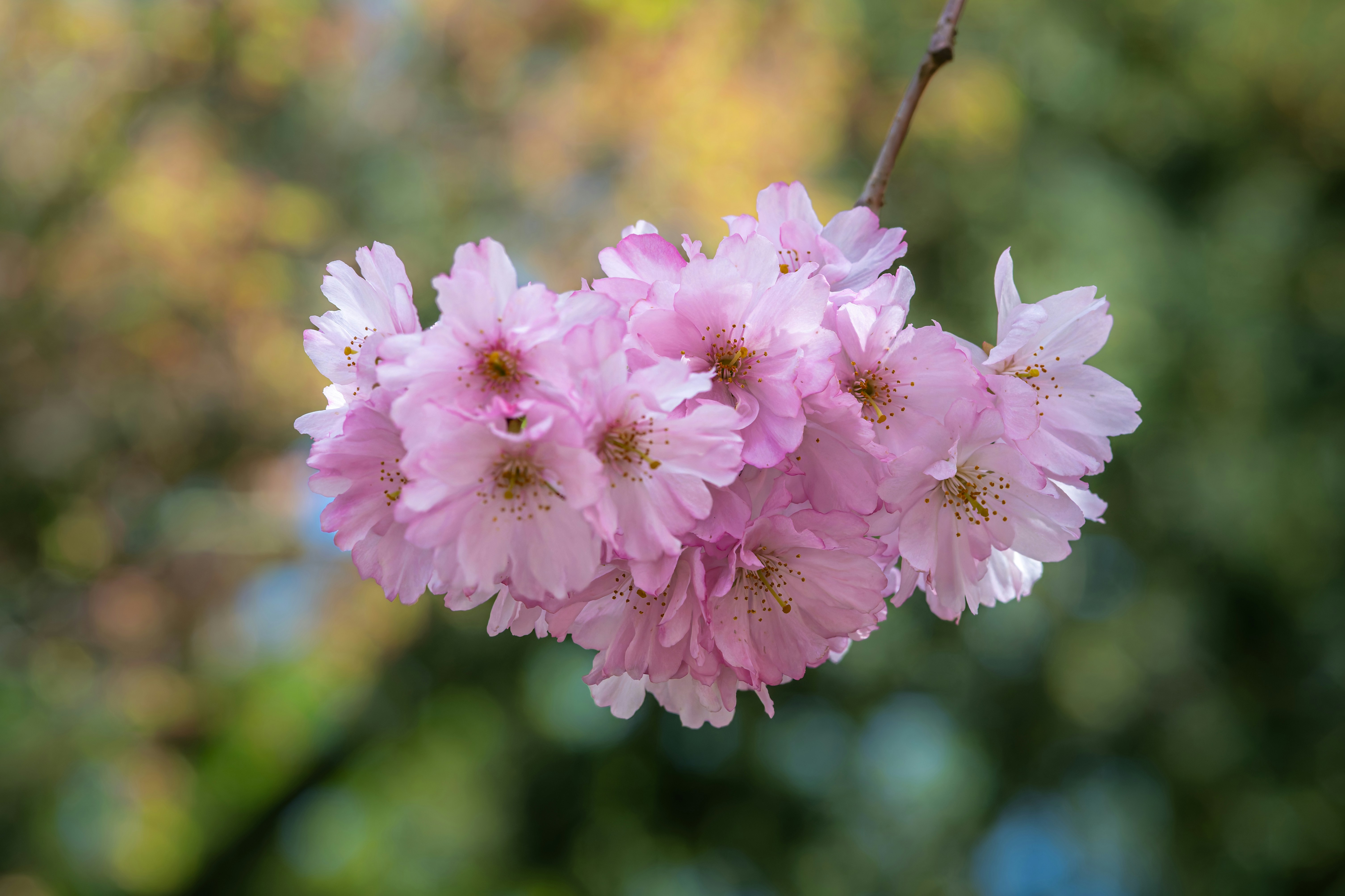 Photo by siegfriedpoepperl