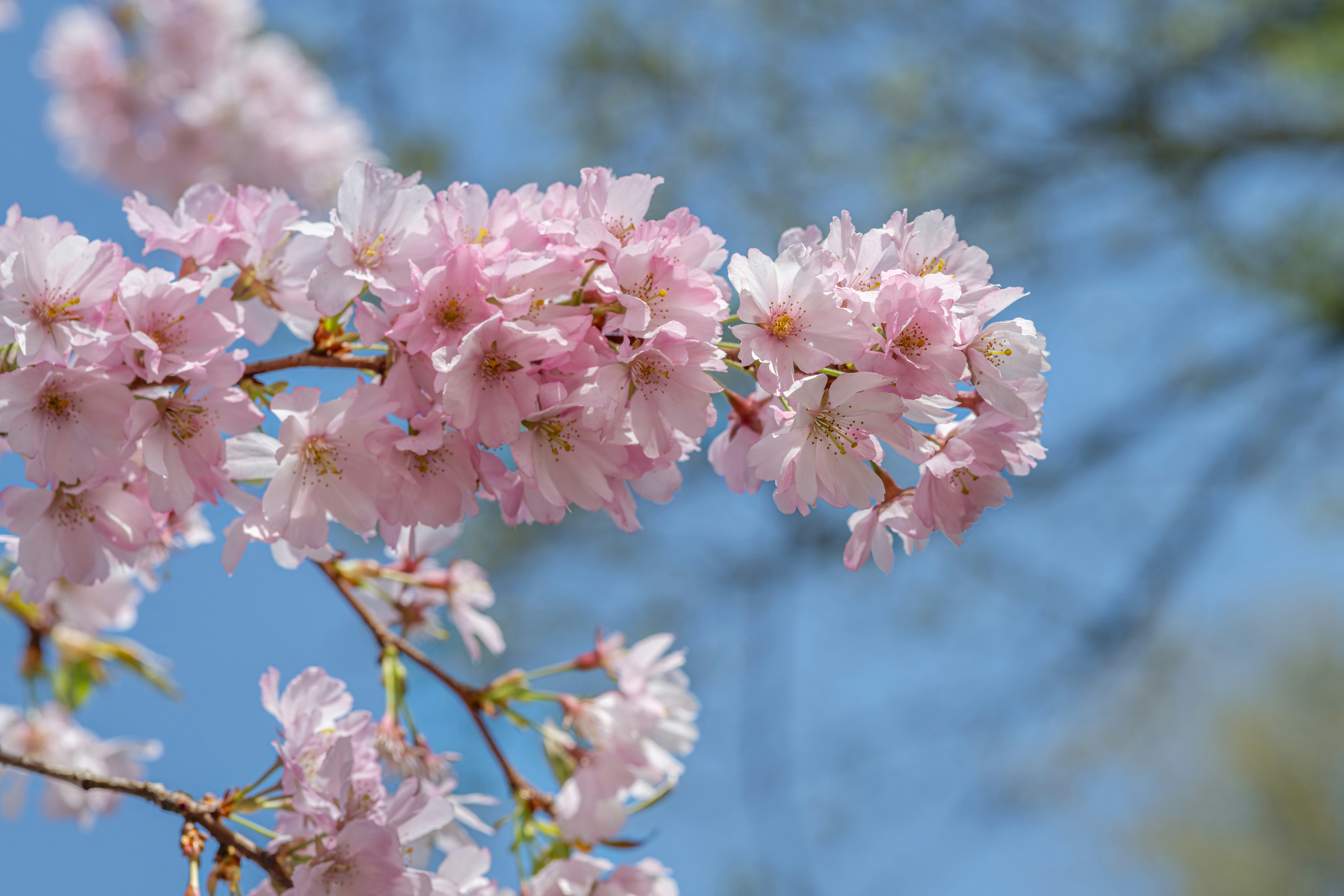 Photo by siegfriedpoepperl