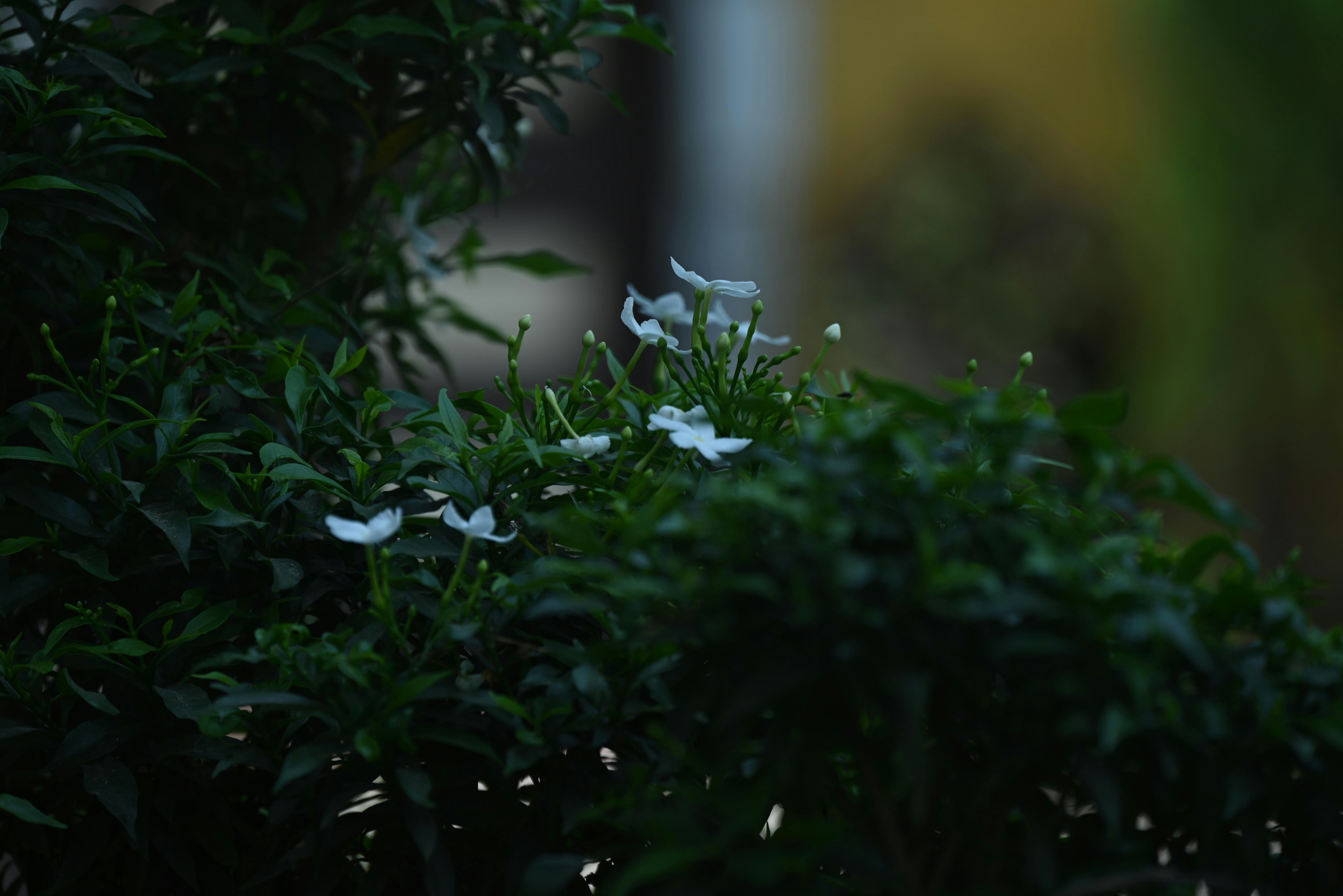 Photo by champsara