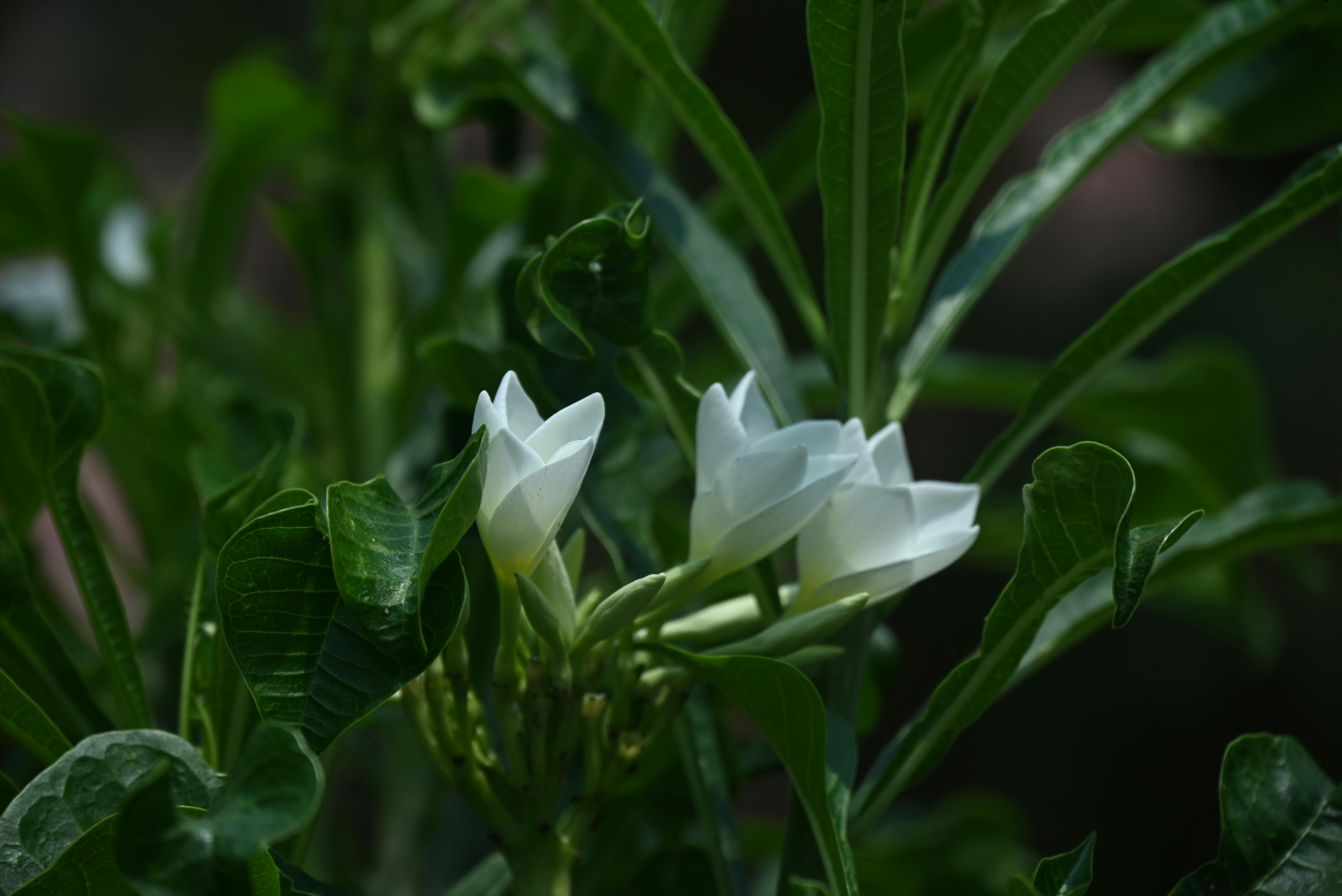 White flowers bloom amidst lush, green foliage.